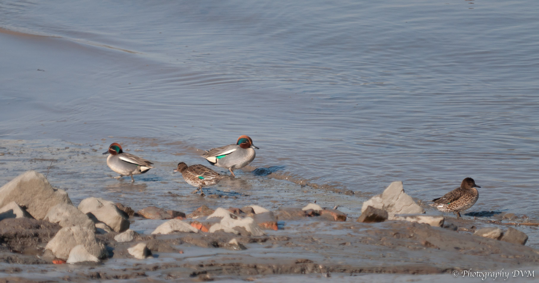 Wintertalingen - Common Teals - Anas crecca