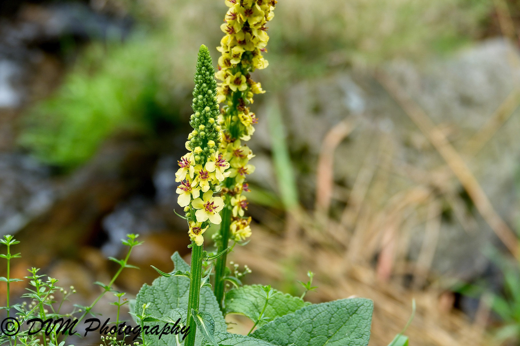 Zwarte toorts - Black mullein - Verbascum nigrum