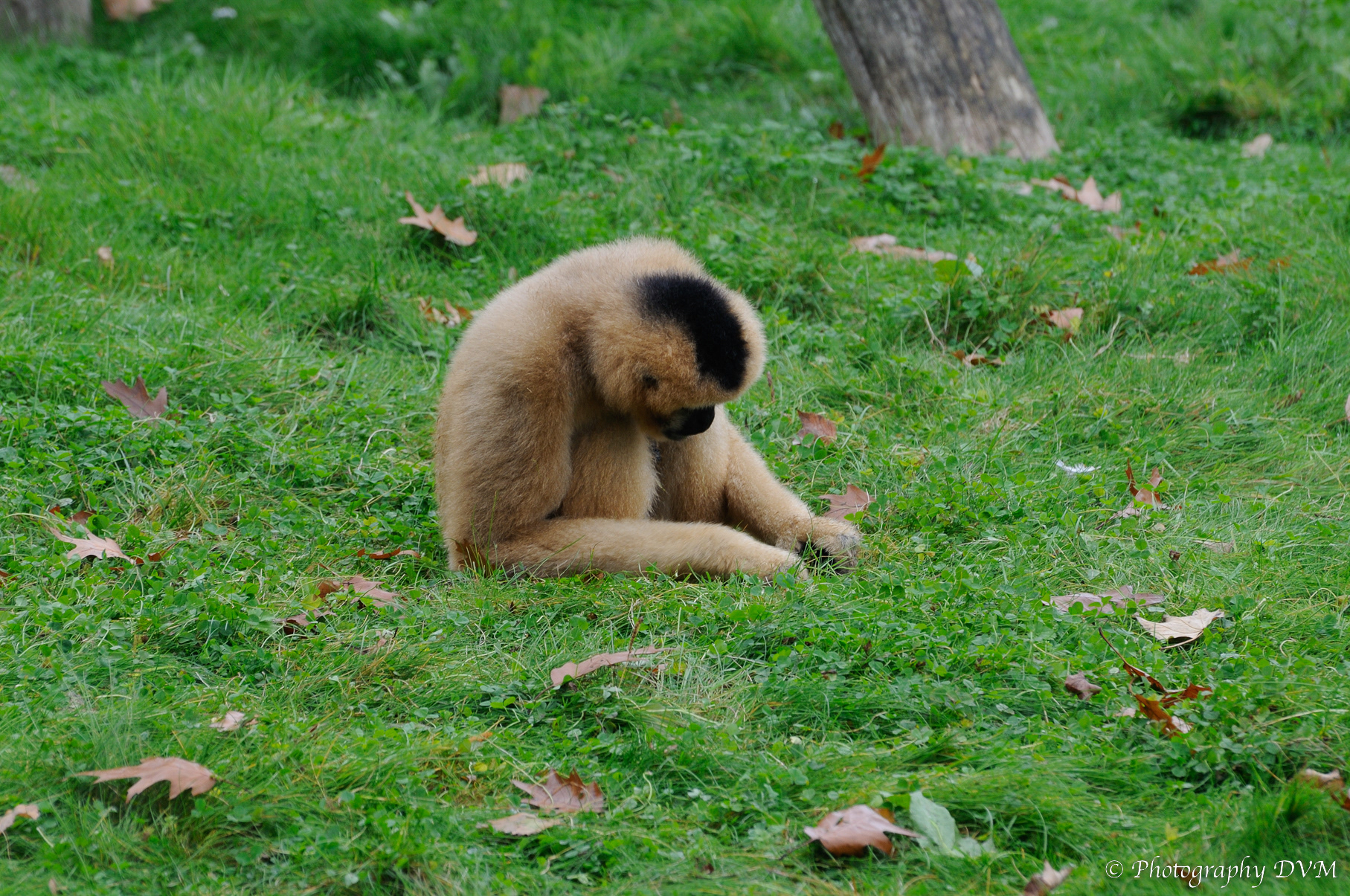 Witwanggibbon (vrouwtje) - White-cheeked Gibbon (female) -  Nomascus leucogenys