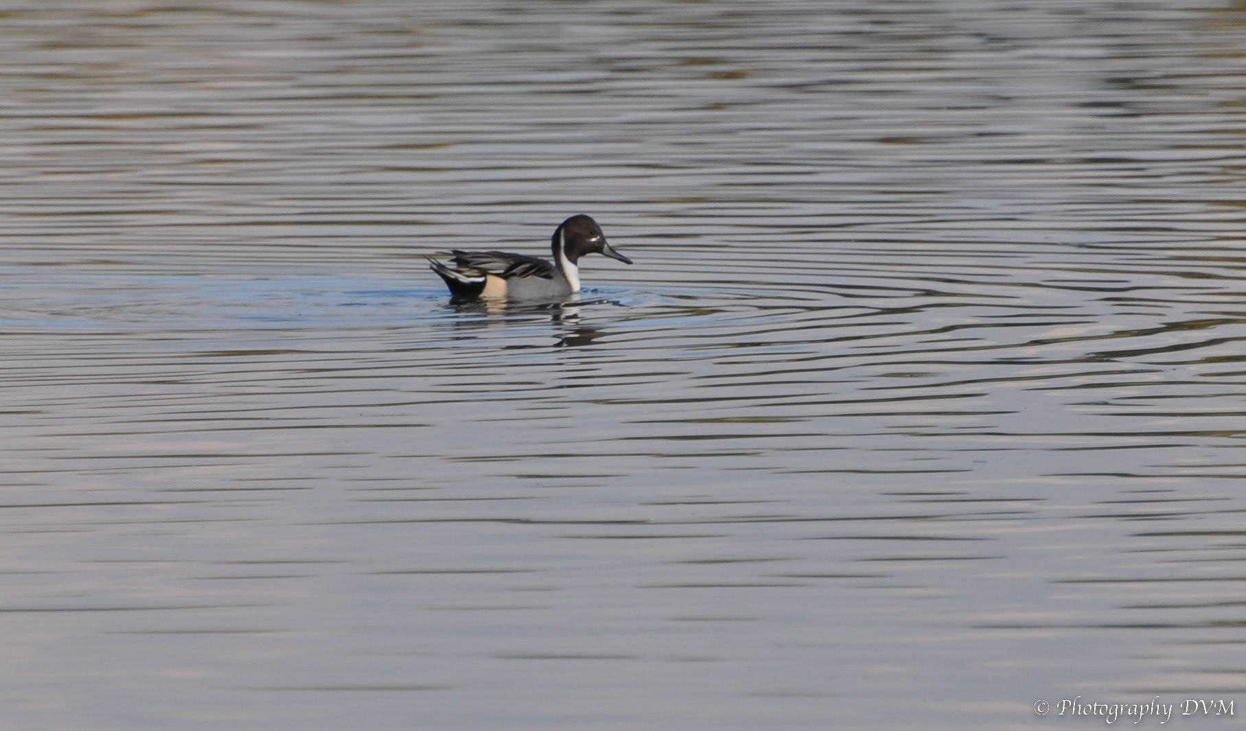 Pijlstaart - Northern Pintail - Anas acuta