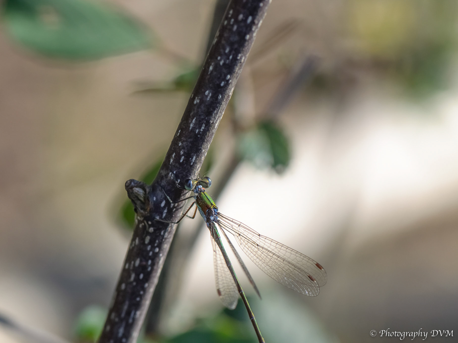 Tengere pantserjuffer - Small Spreadwing - Lestes virens