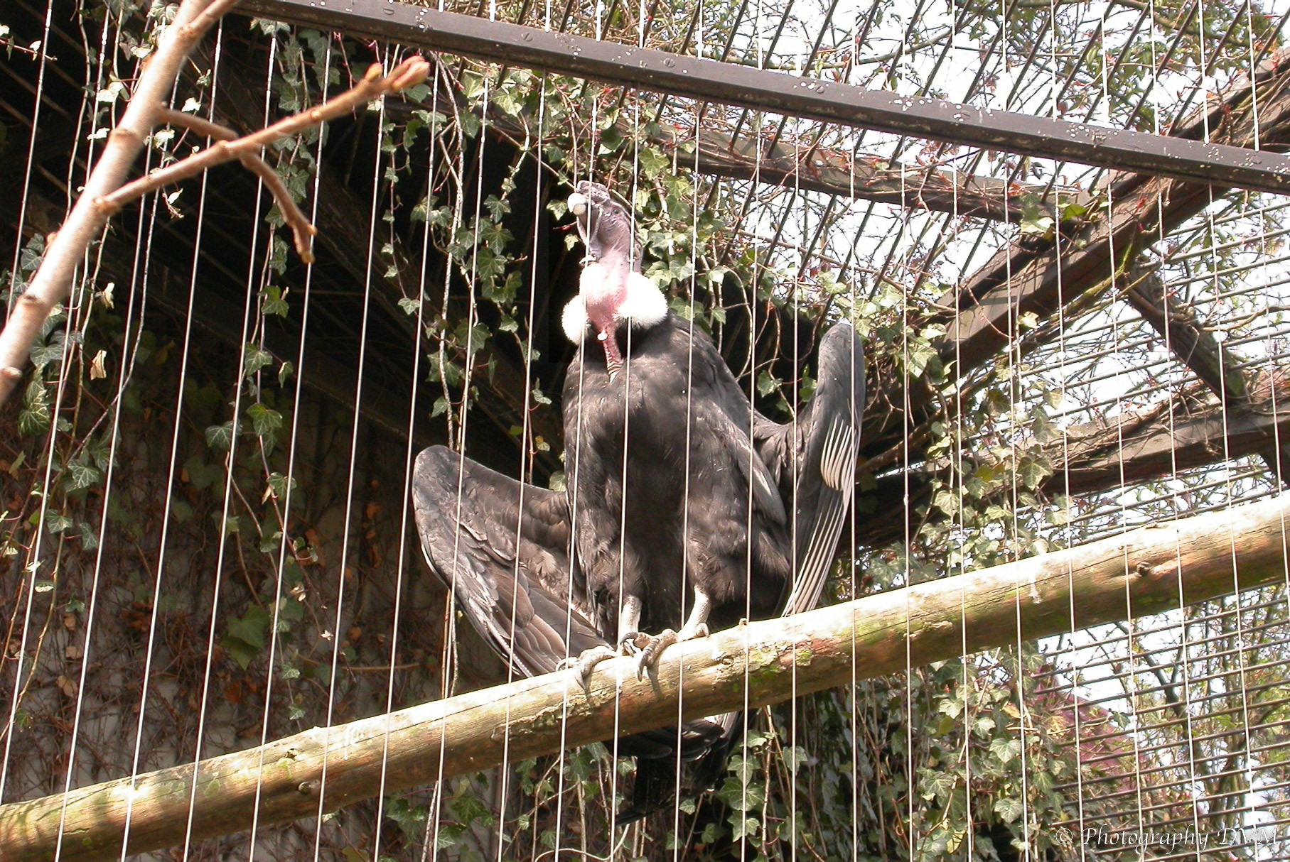 Andescondor - Andean Condor - Vultur gryphus
