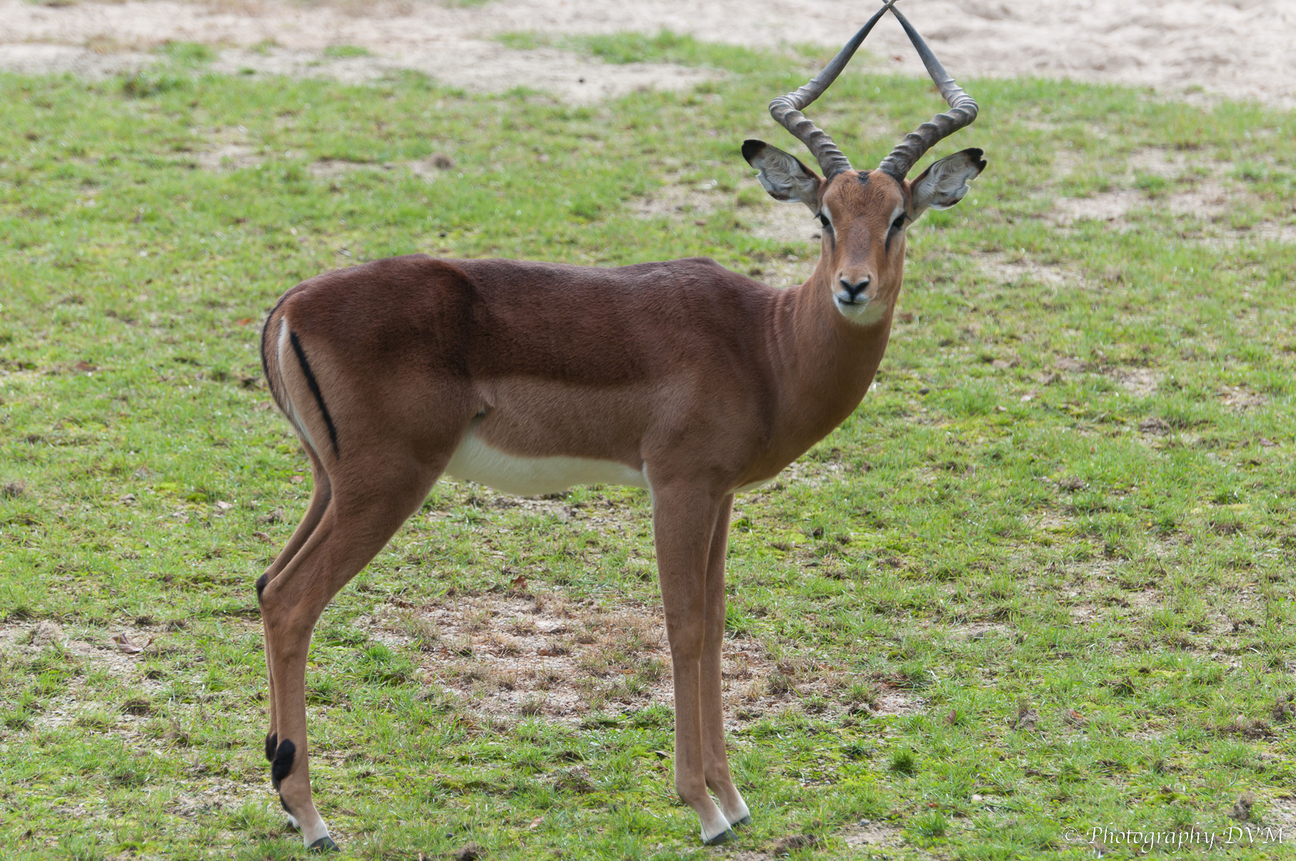 Impala - Aepyceros melampus