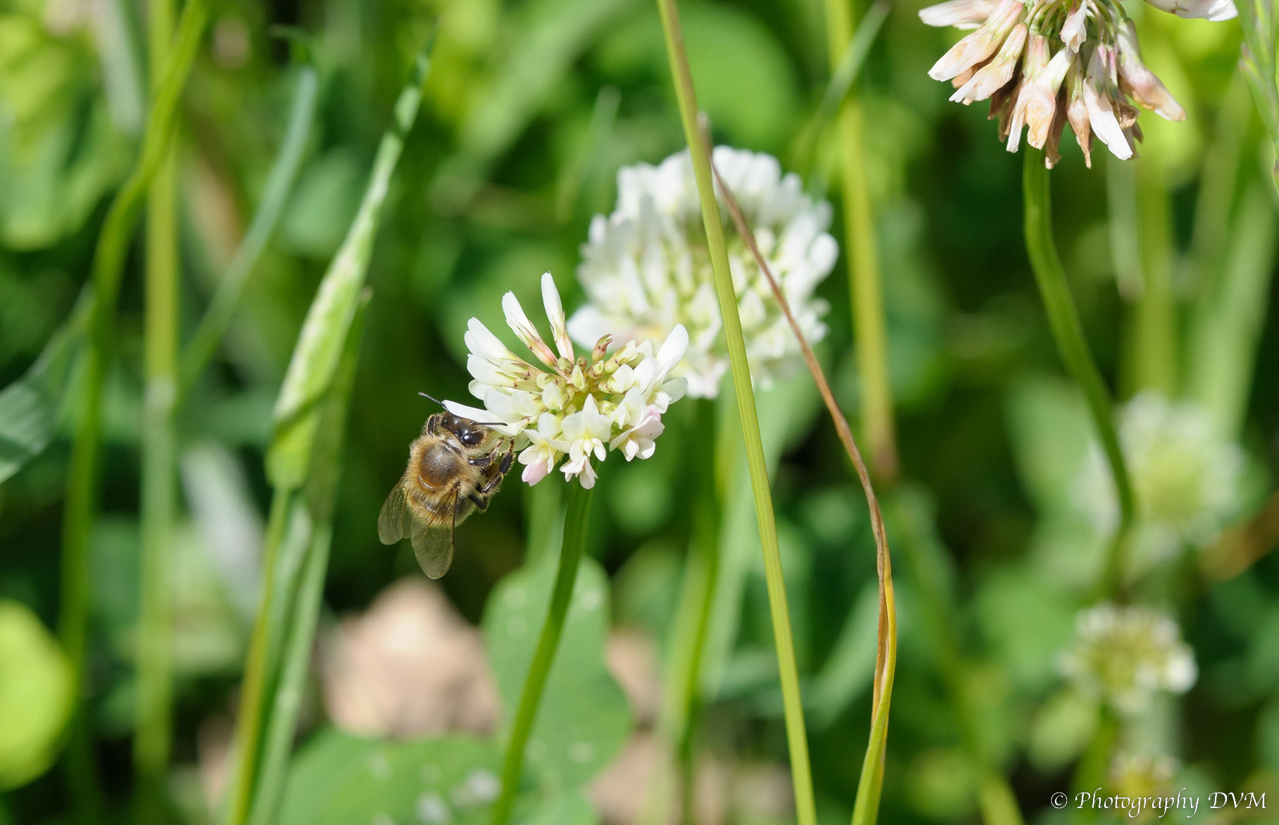 Honingbij - Western honey bee - Apis mellifera