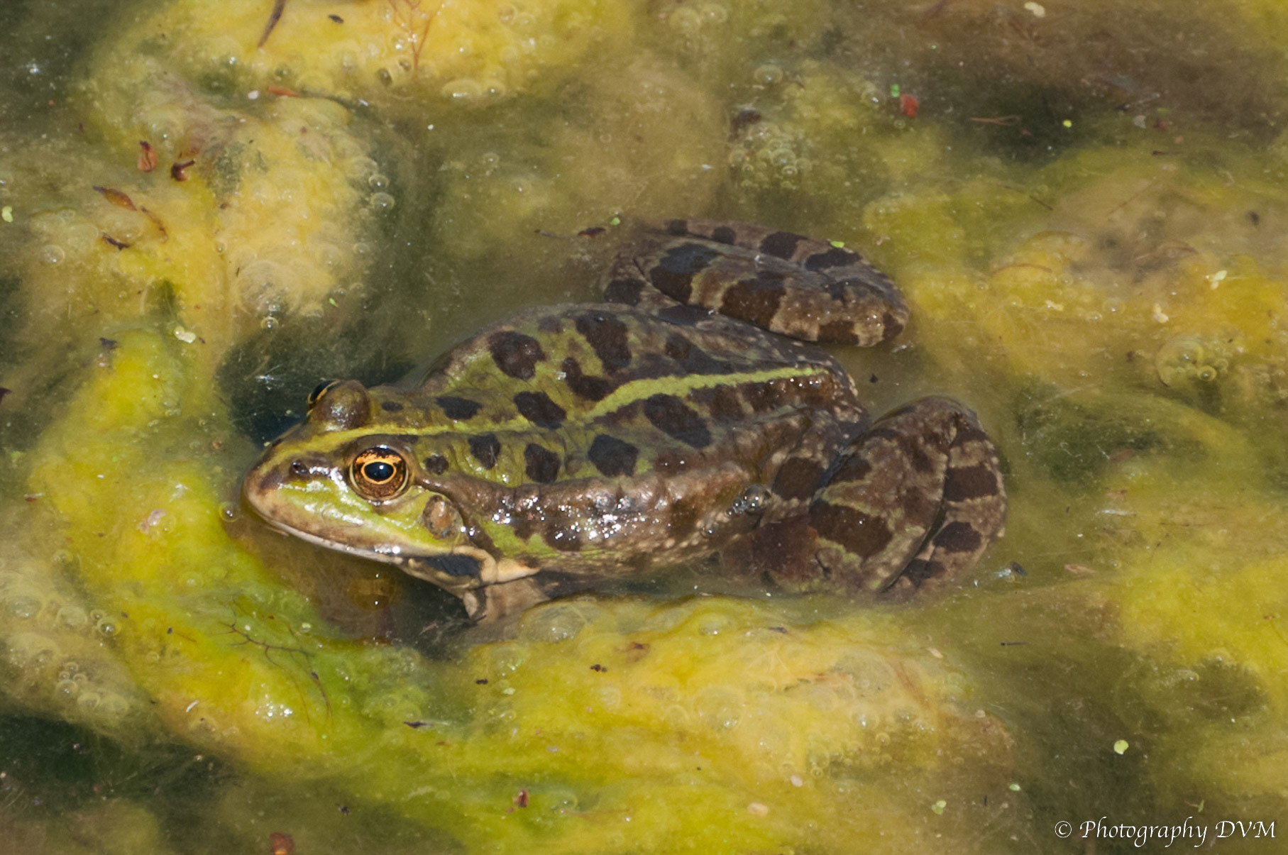 Meerkikker - Eurasian Marsh Frog - Pelophylax ridibundus