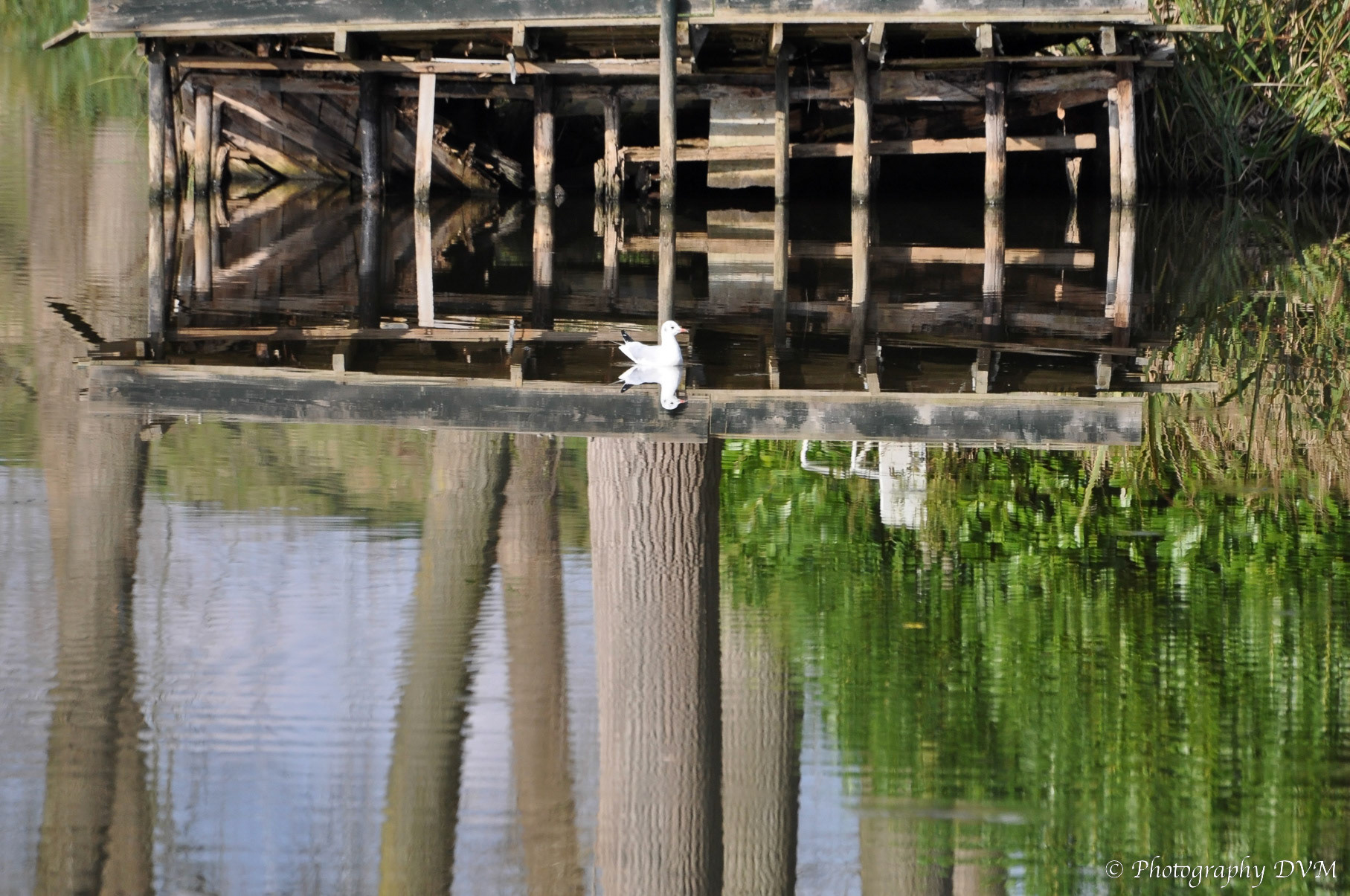 Kokmeeuw - Black-headed Gull - Larus ridibundus