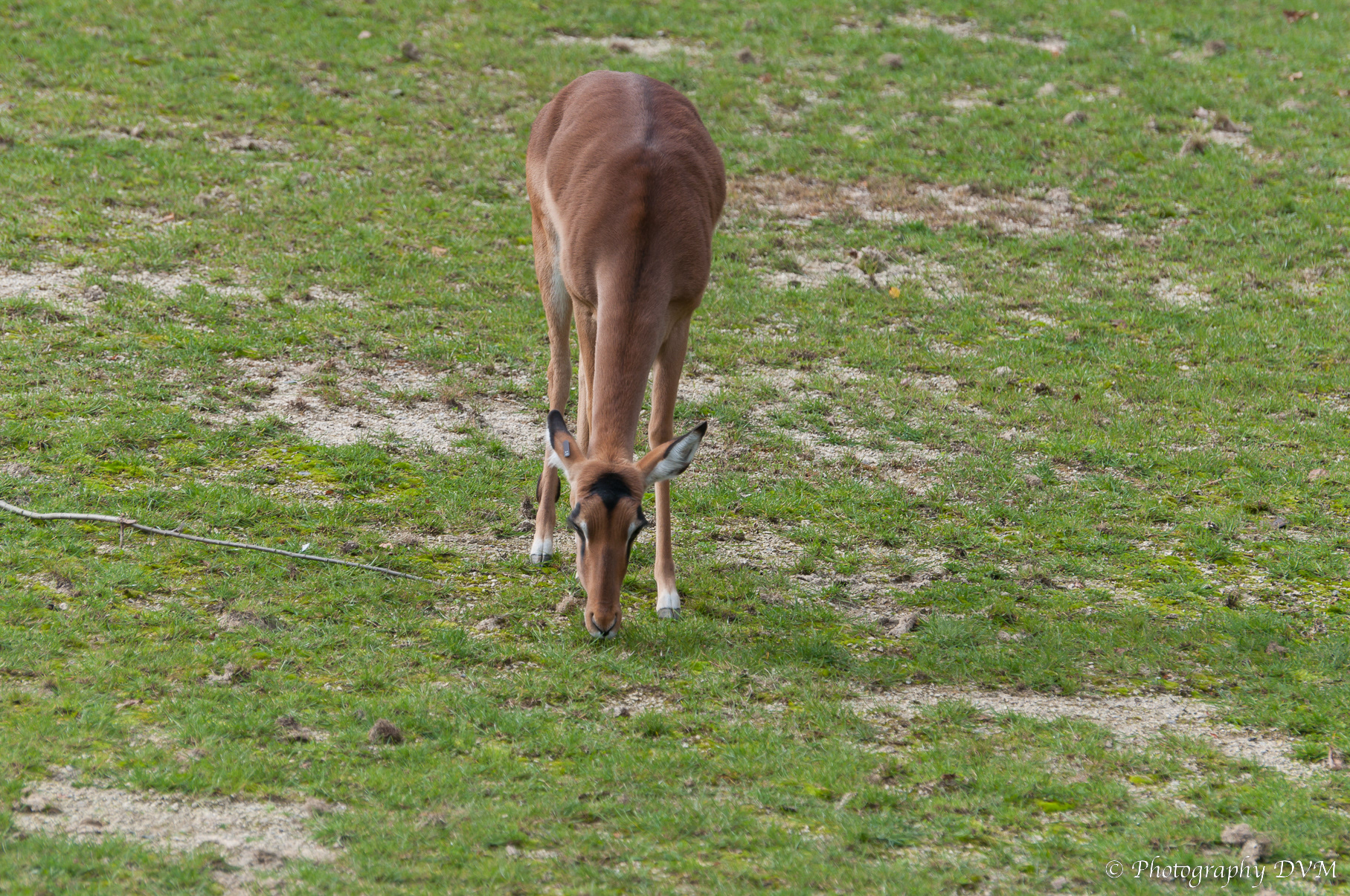 Impala - Aepyceros melampus