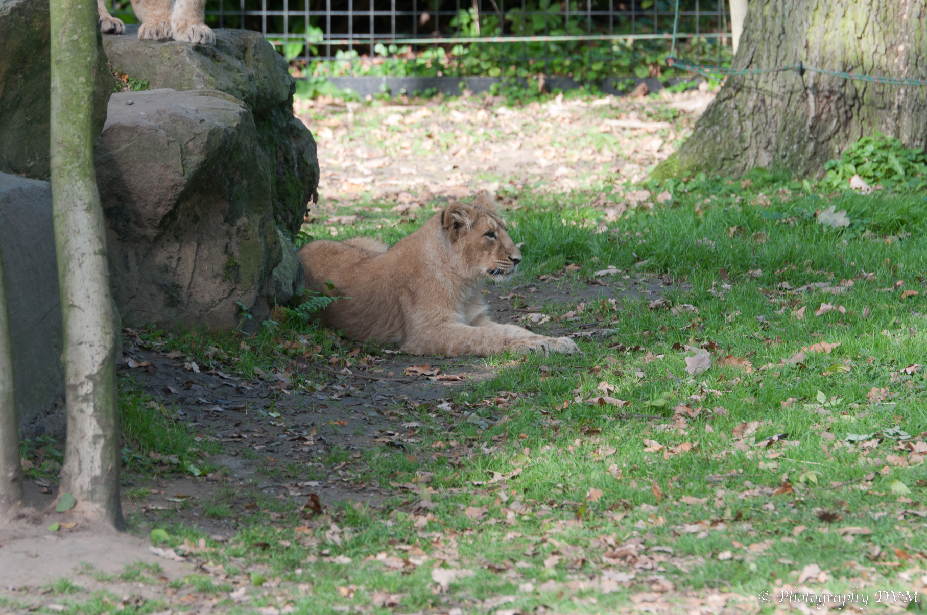 Perzische leeuw - Asiatic Lion - Panthera leo persica