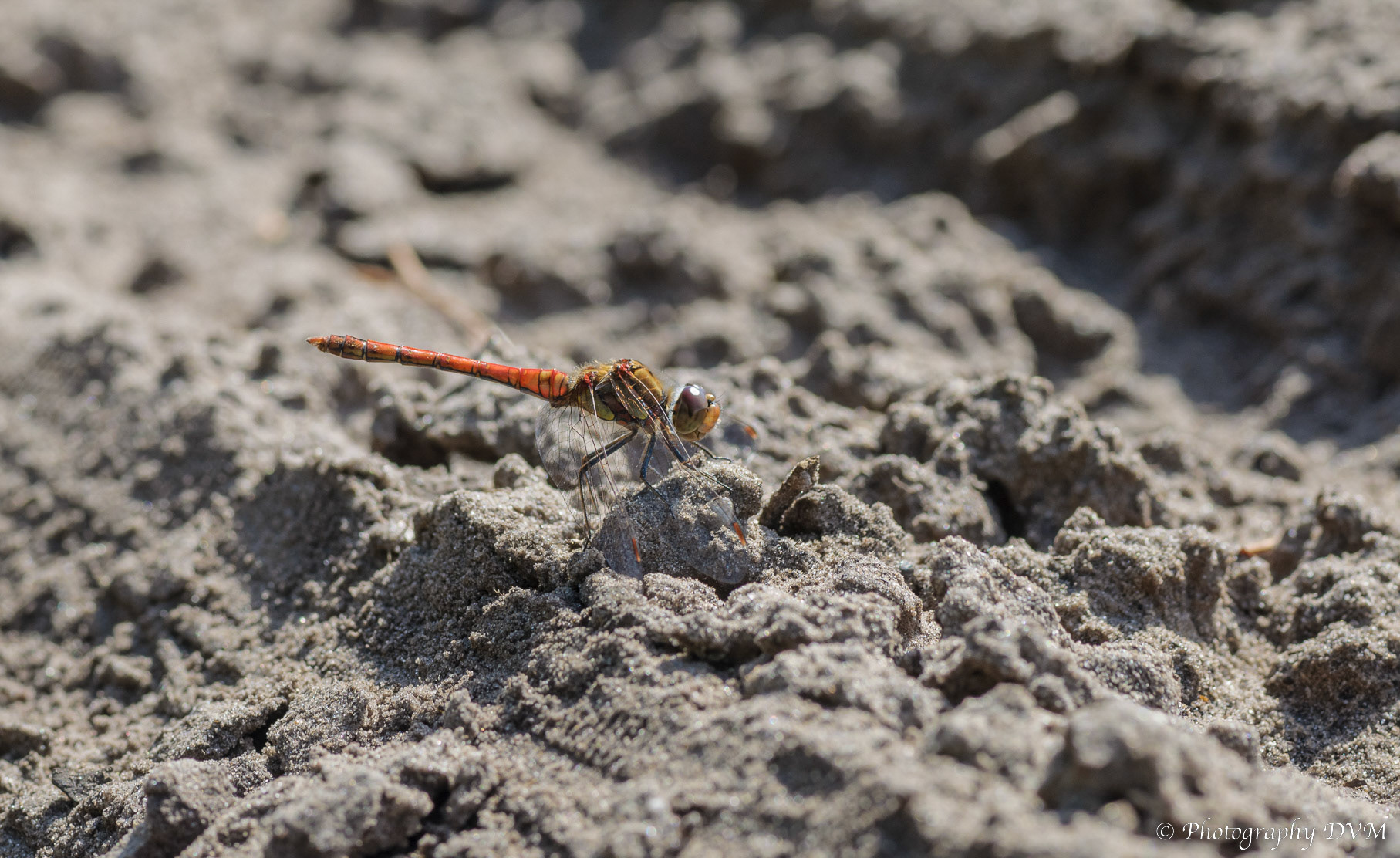 Bruinrode heidelibel(man) - Common Darter(male) - Sympetrum striolatum