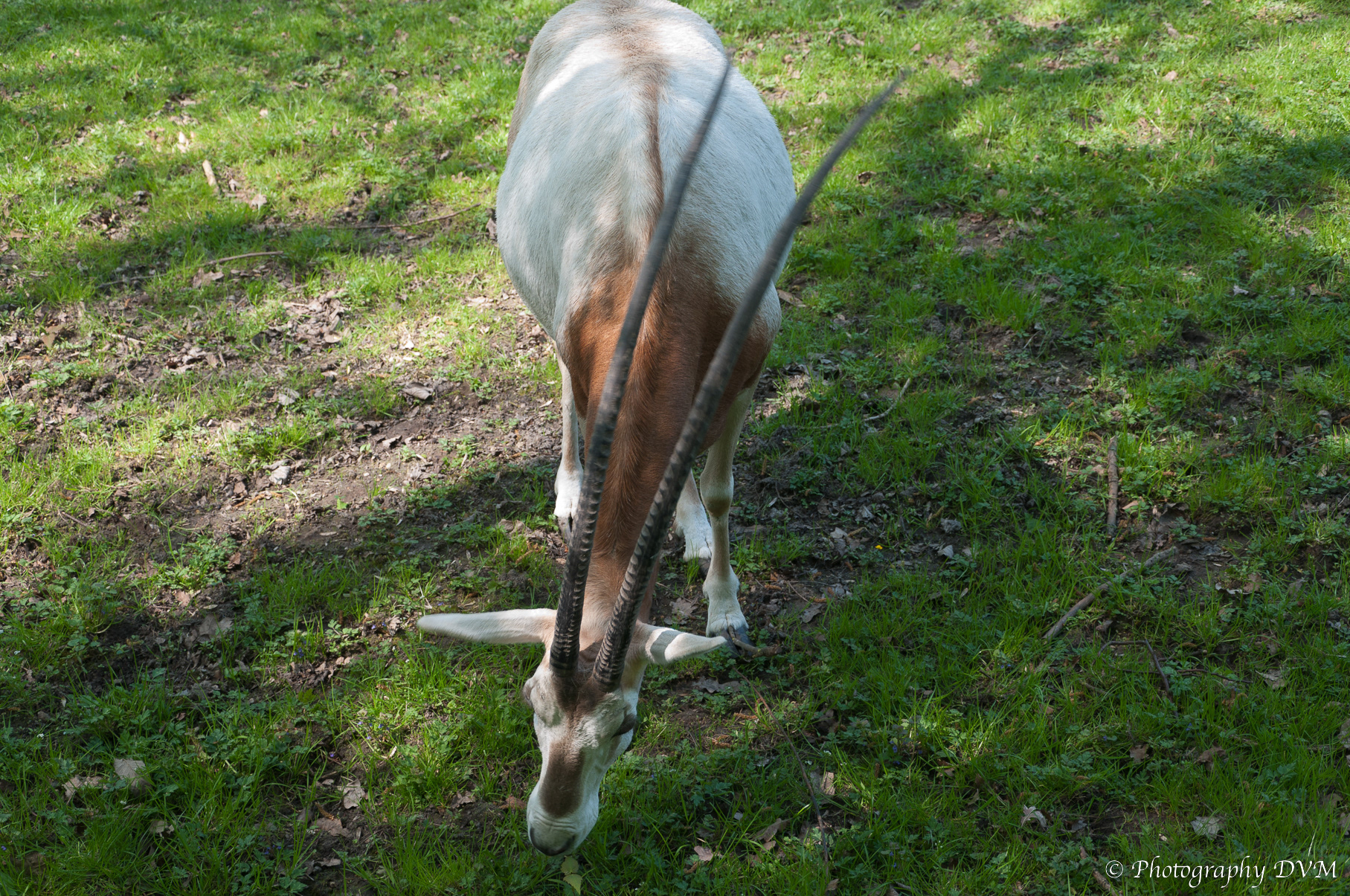 Algazelle - Scimitar-horned Oryx - Oryx dammah