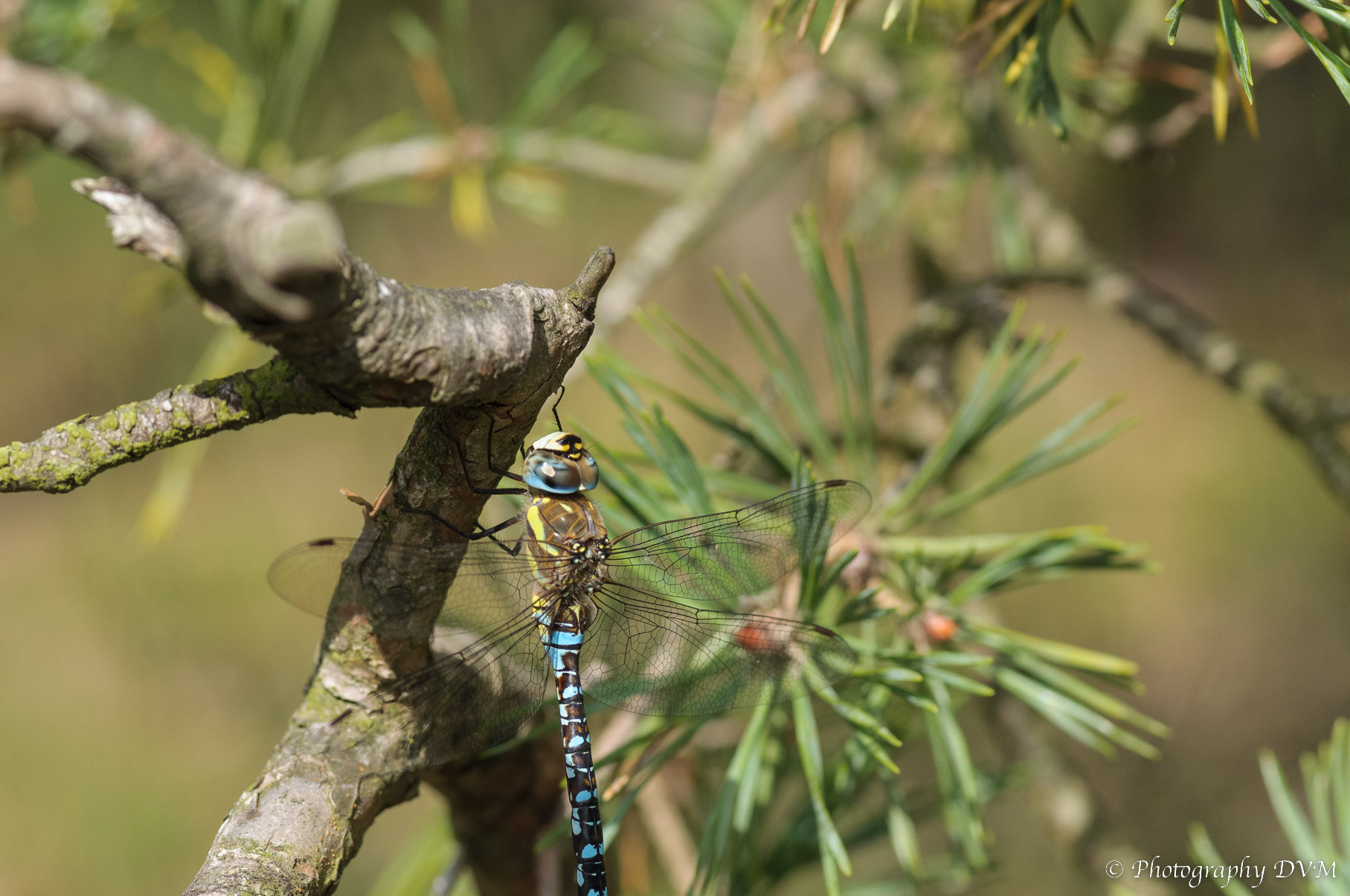 Paardenbijter - Migrant Hawker - Aeshna mixta