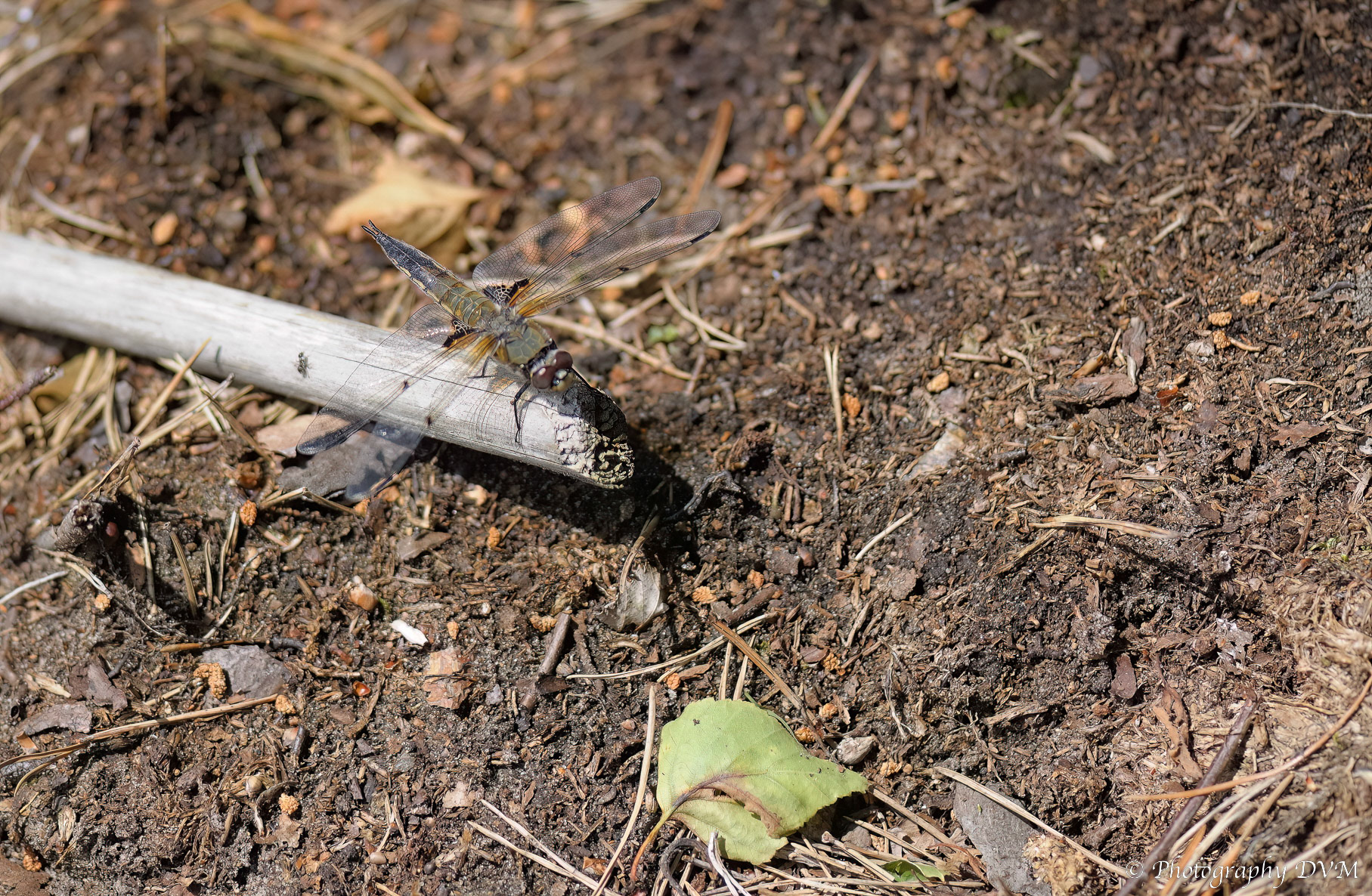 Viervlek - Four-spotted Chaser - Libellula quadrimaculata
