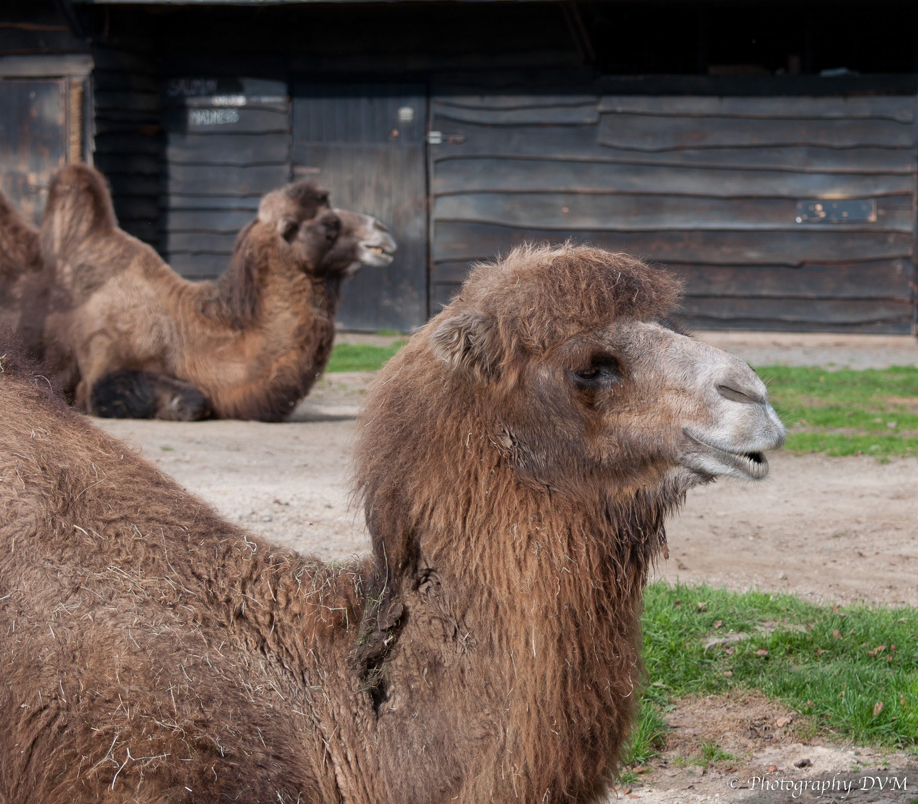 Kameel - Bactrian Camel - Camelus bactrianus