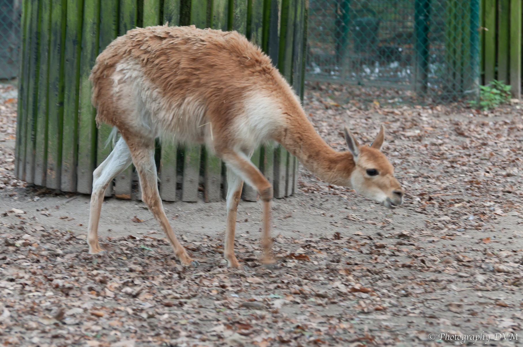 Vicuña - Vicugna vicugna