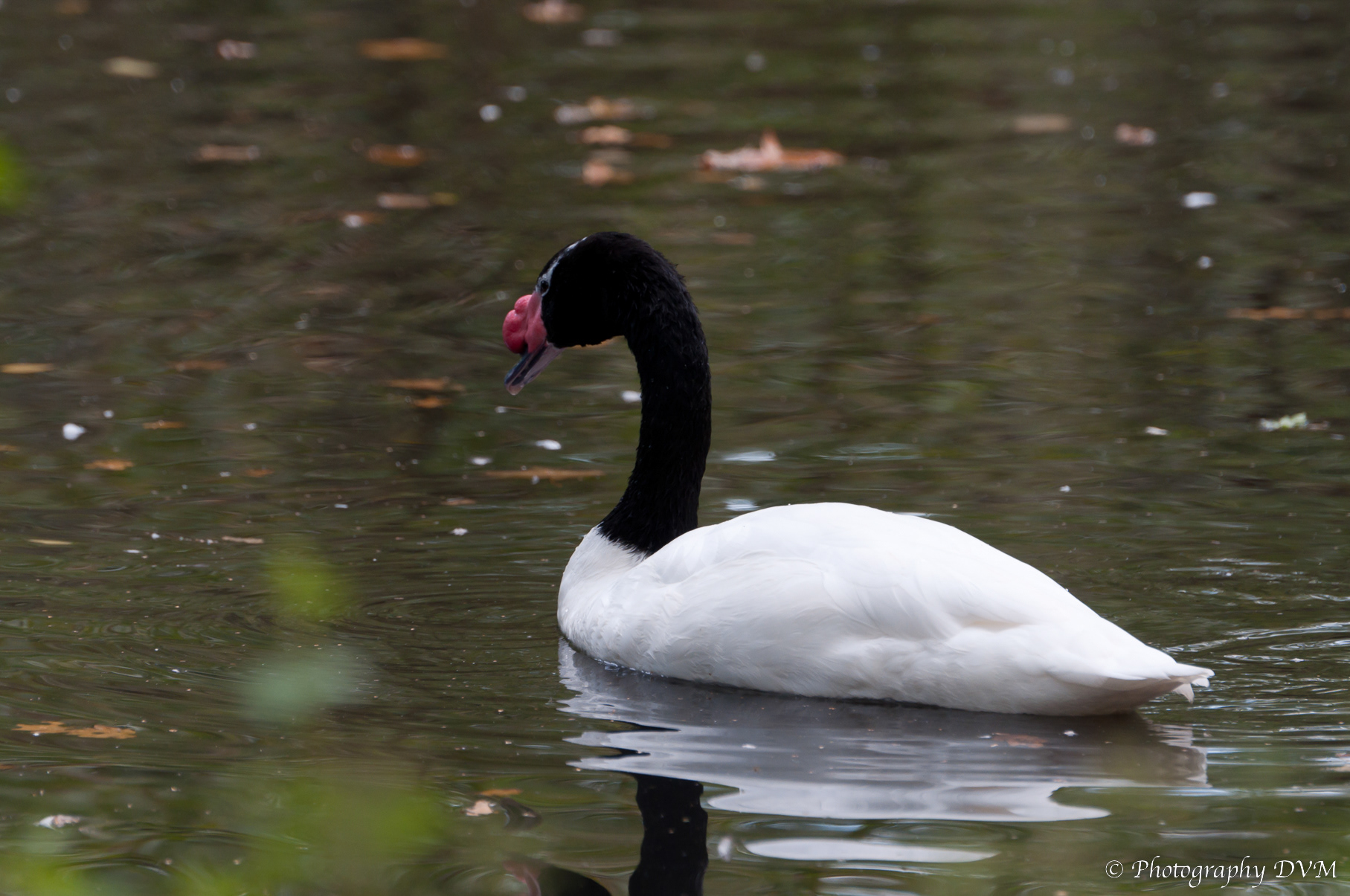 Zwarthalszwaan - Black-necked Swan - Cygnus melancoryphus