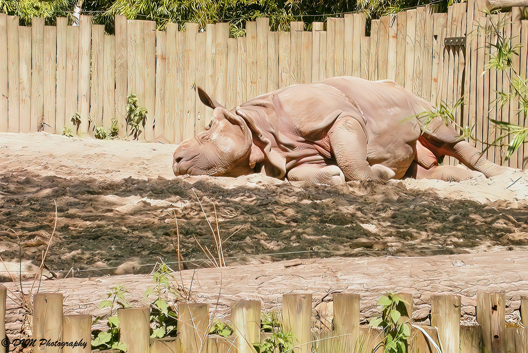 Nijlpaard - Hippopotamus - Hippopotamus amphibius