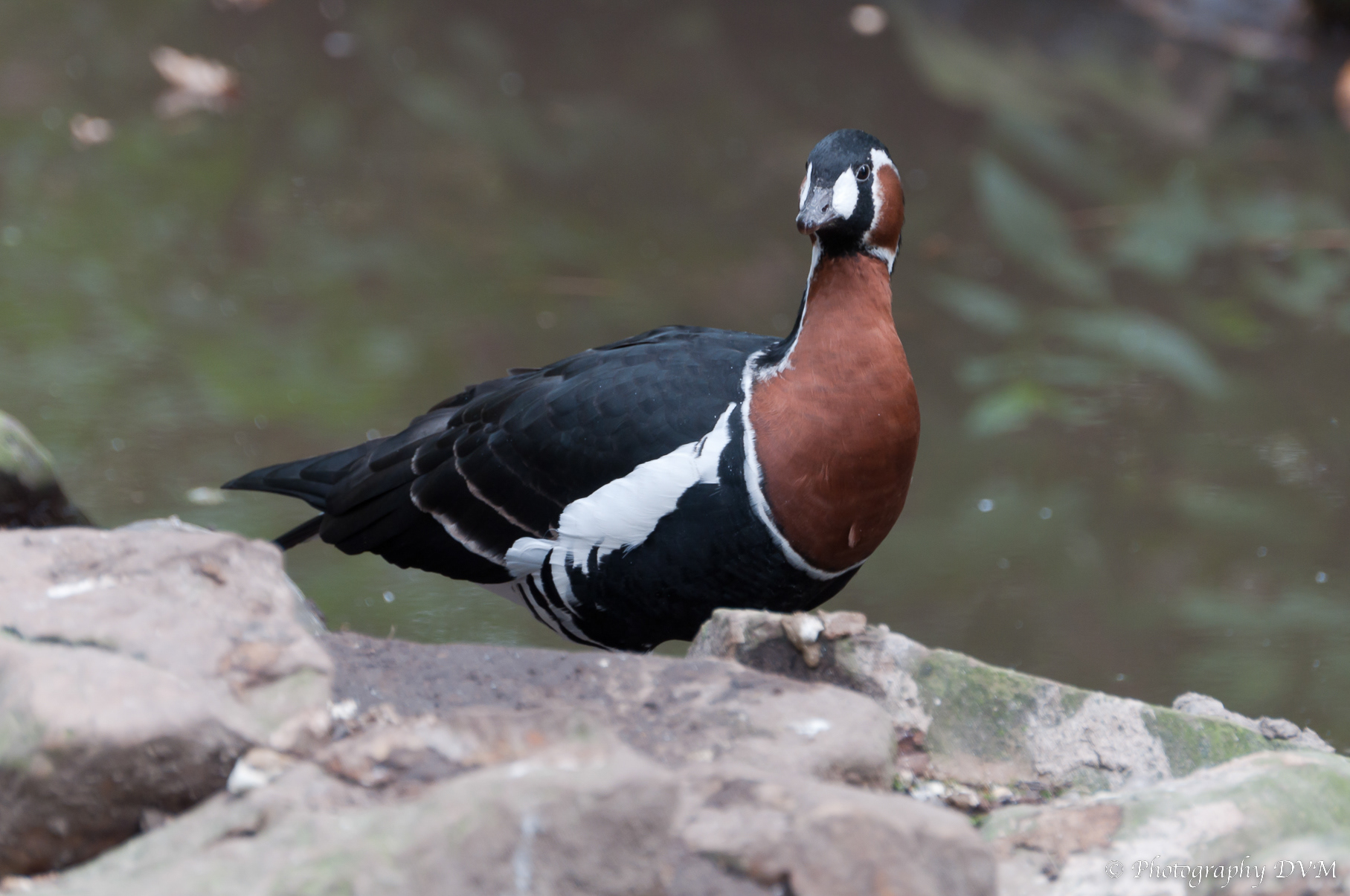 Roodhalsgans - Red-breasted Goose - Branta ruficollis