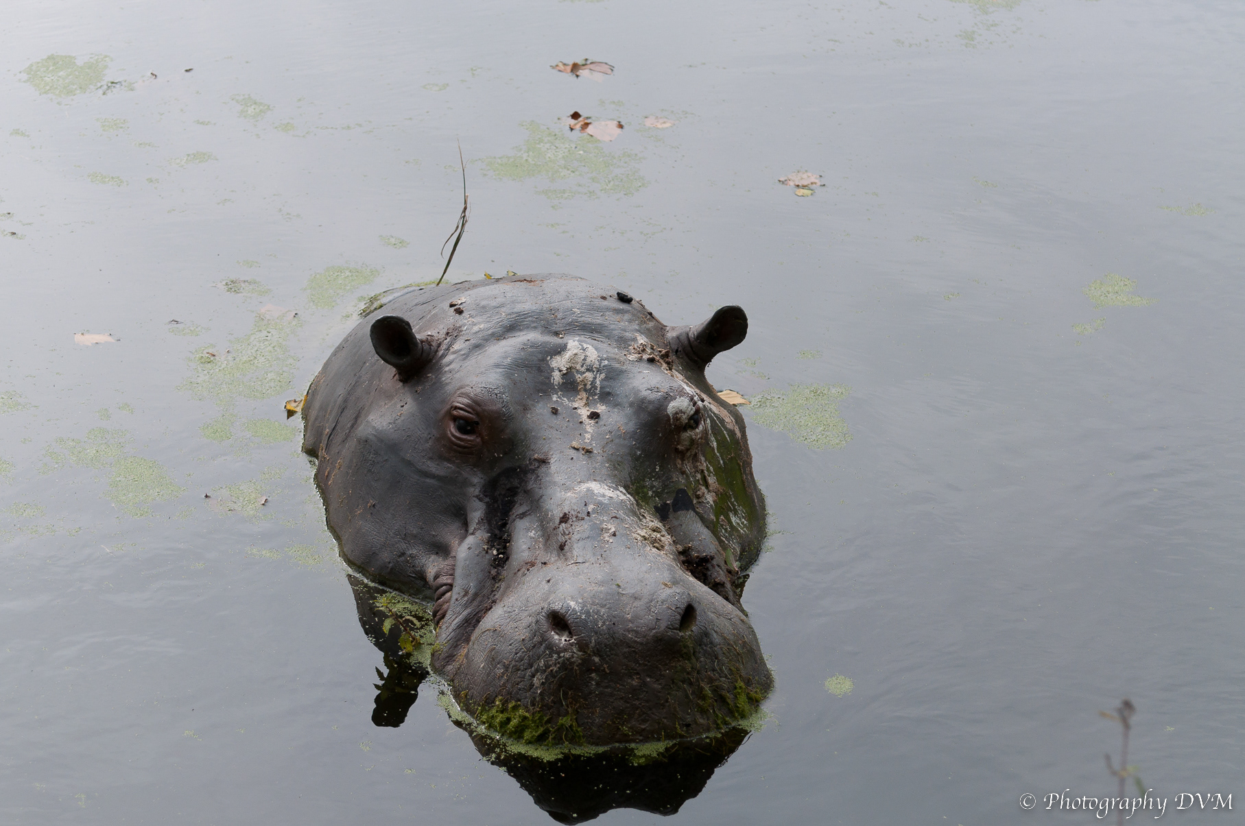 Nijlpaard - Common Hippopotamus - Hippopotamus amphibius