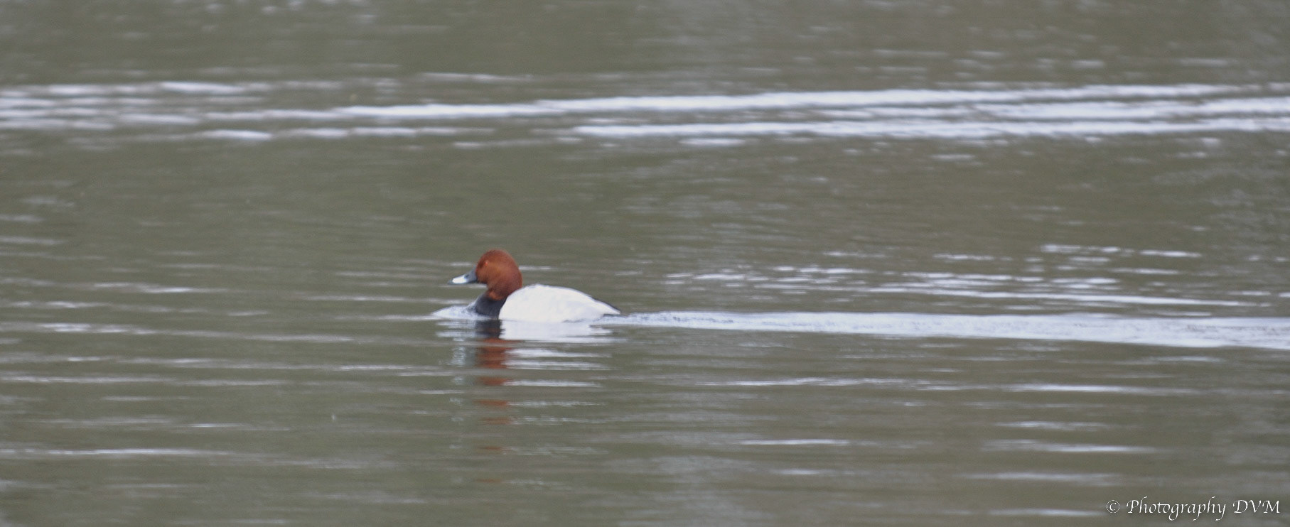 Tafeleend - Common Pochard - Aythya ferina