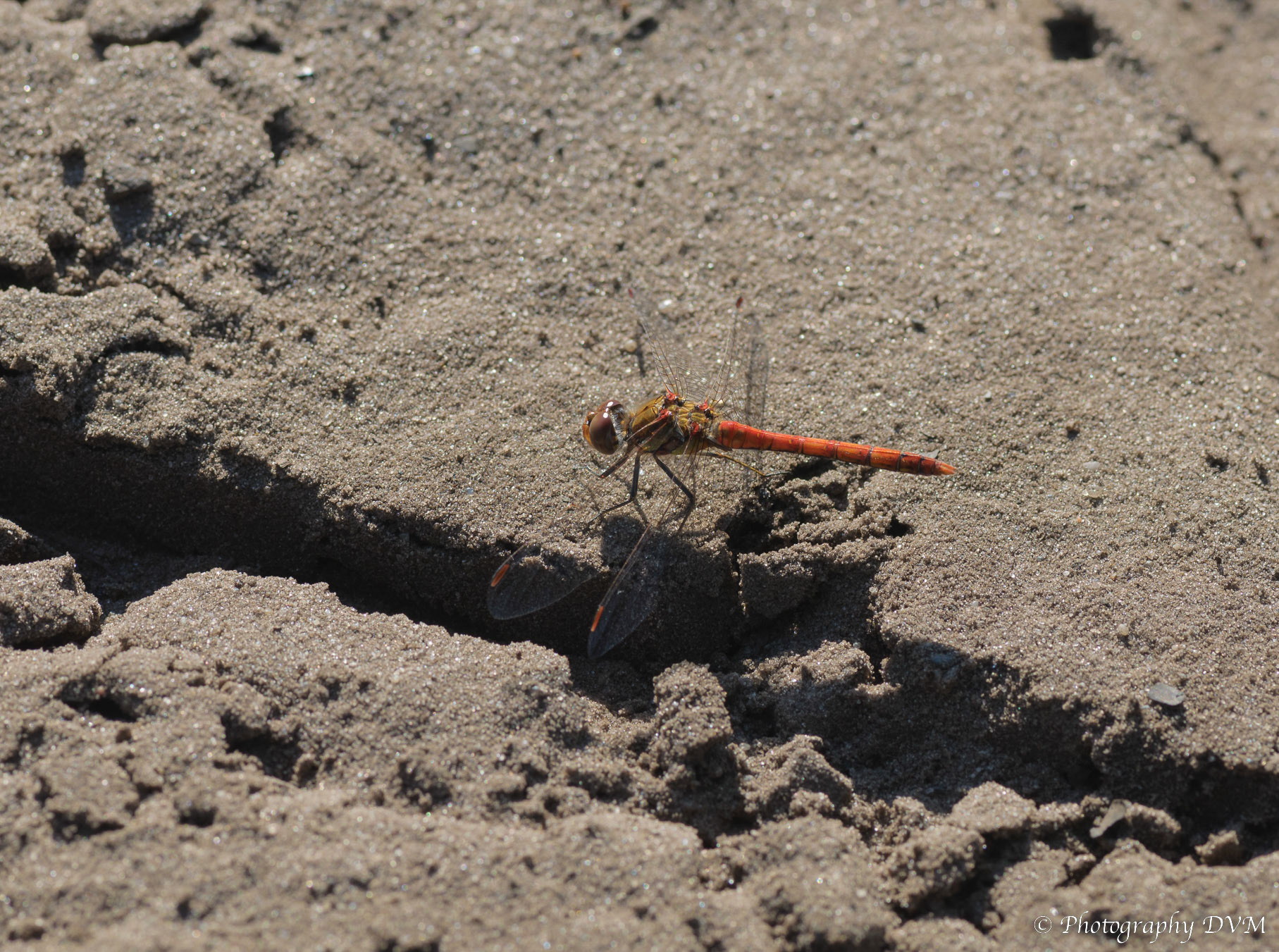 Bruinrode heidelibel(man) - Common Darter(male) - Sympetrum striolatum