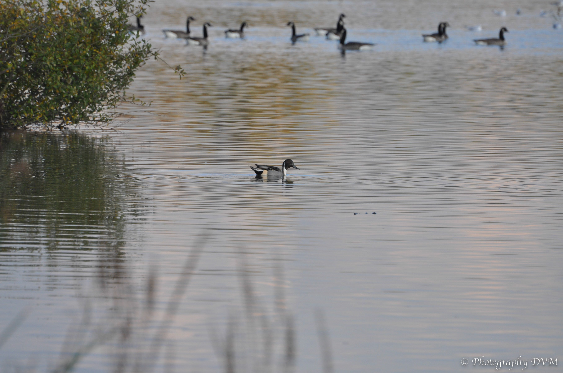 Pijlstaart - Northern Pintail - Anas acuta