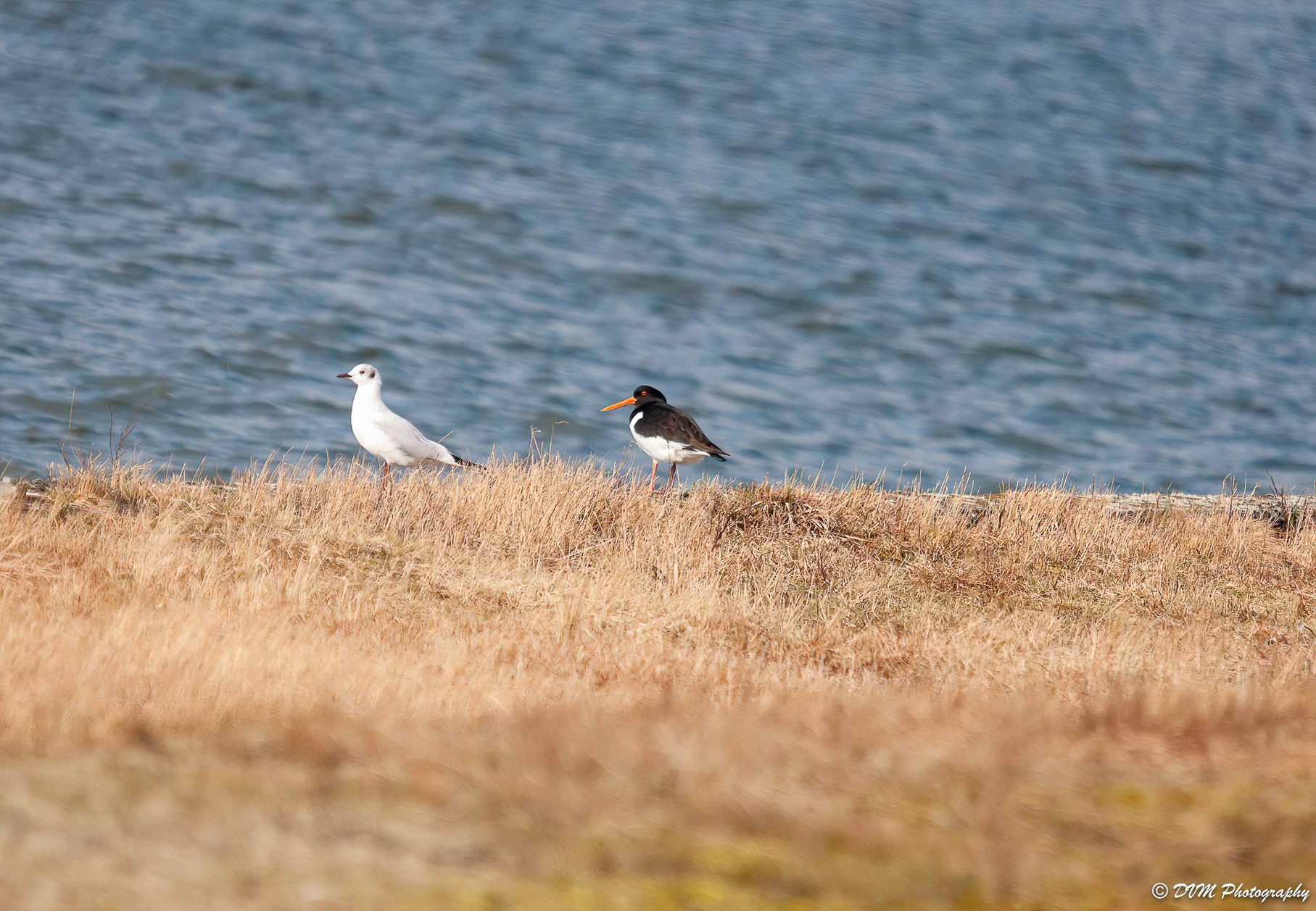 Kokmeeuw en Scholekster - Black-headed Gull and Eurasian oystercatcher