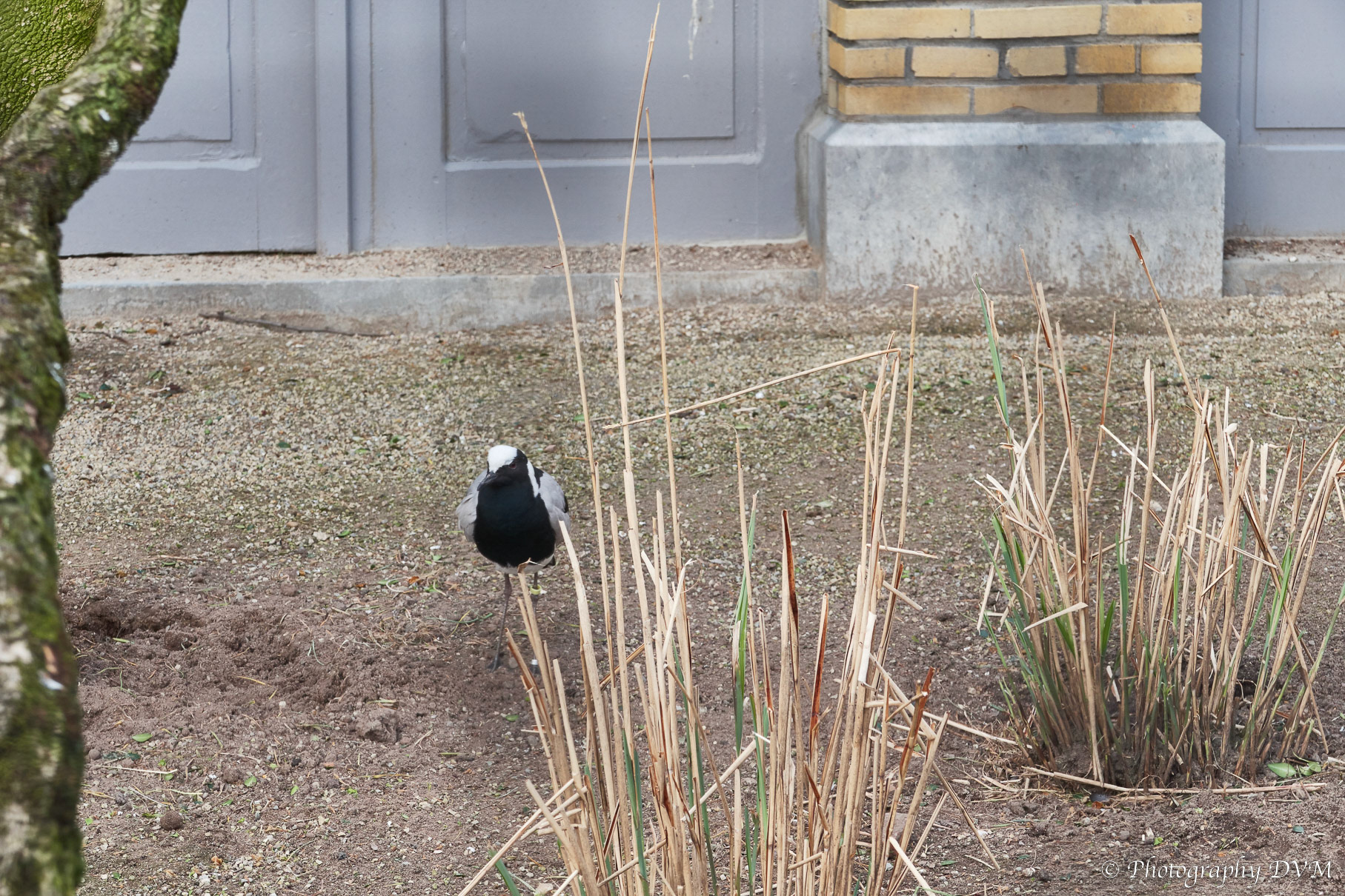 Smidsplevier - Blacksmith plover - Vanellus armatus