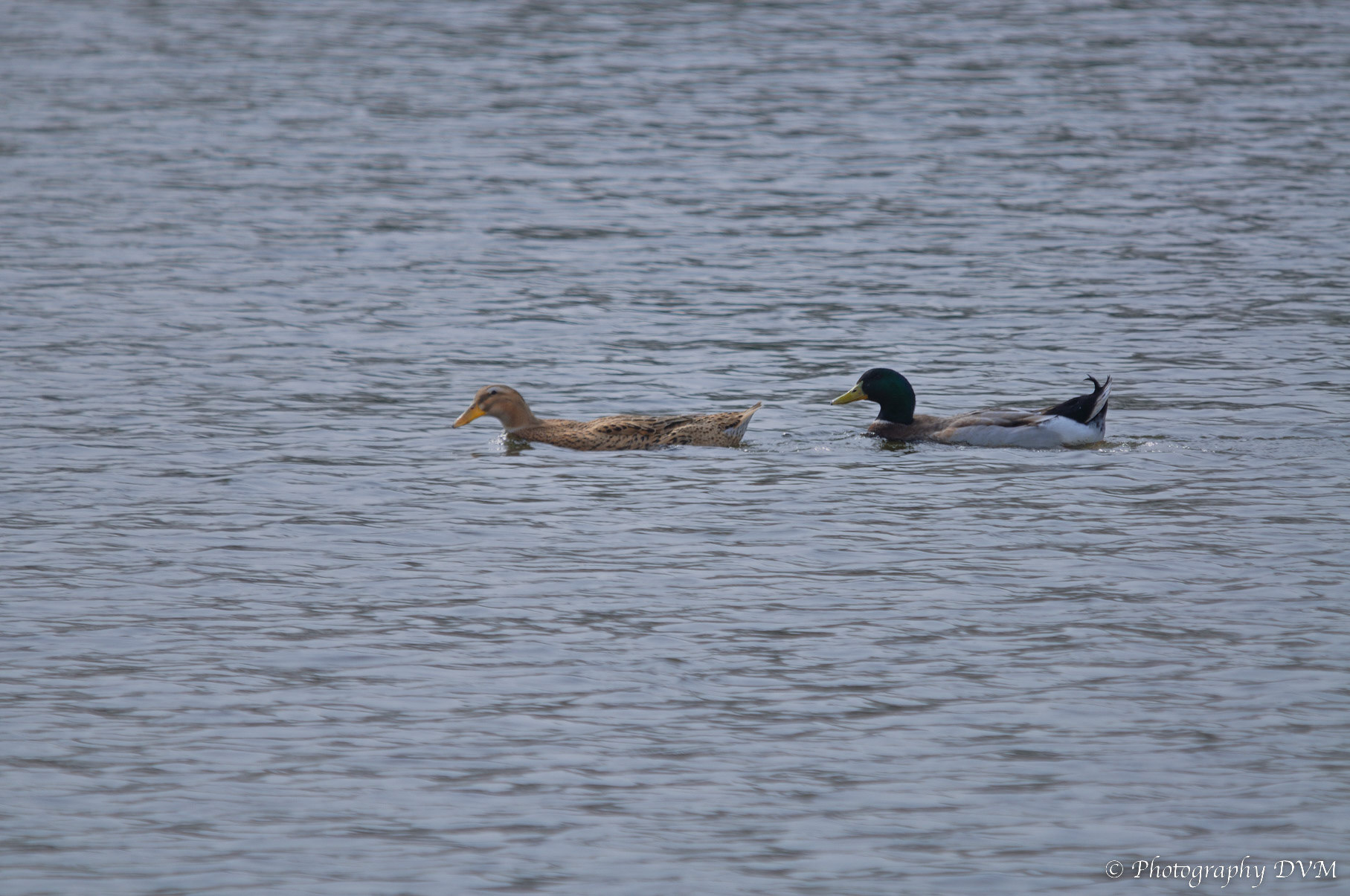 Koppeltje Wilde eenden - Couple Mallards - Anas platyrhynchos