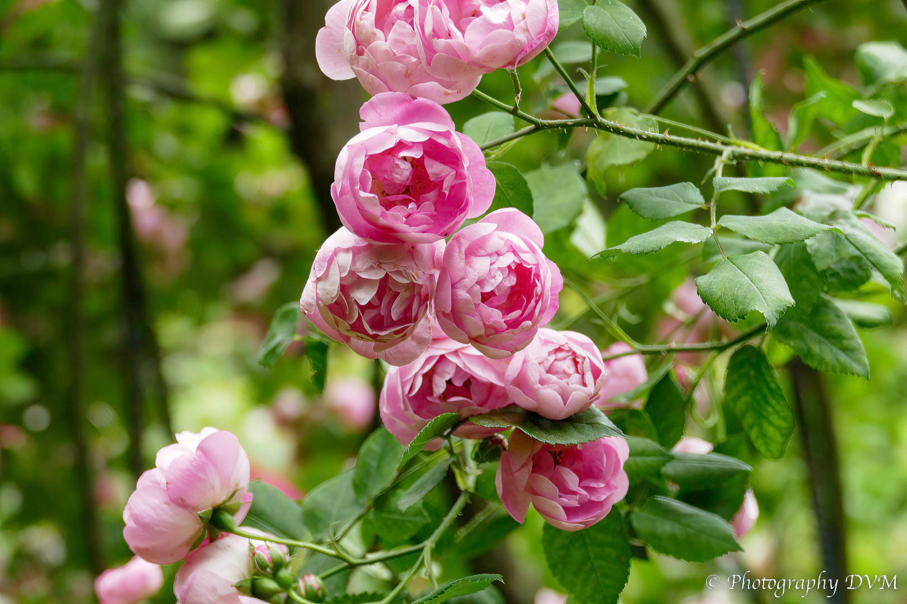 Roos'Raubritter' - Rose'Raubritter' 