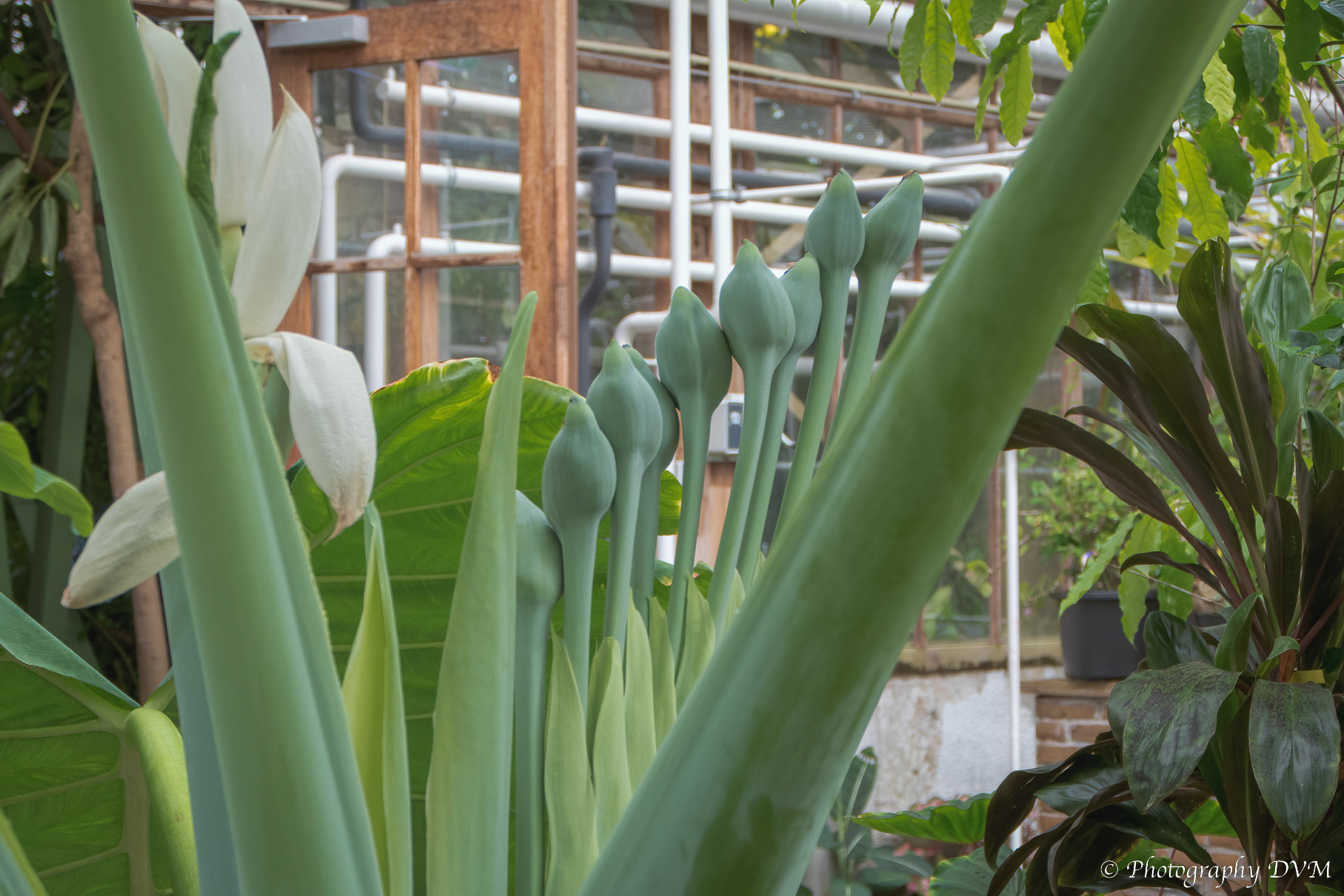 Leucocasia gigantea'Thai Giant'