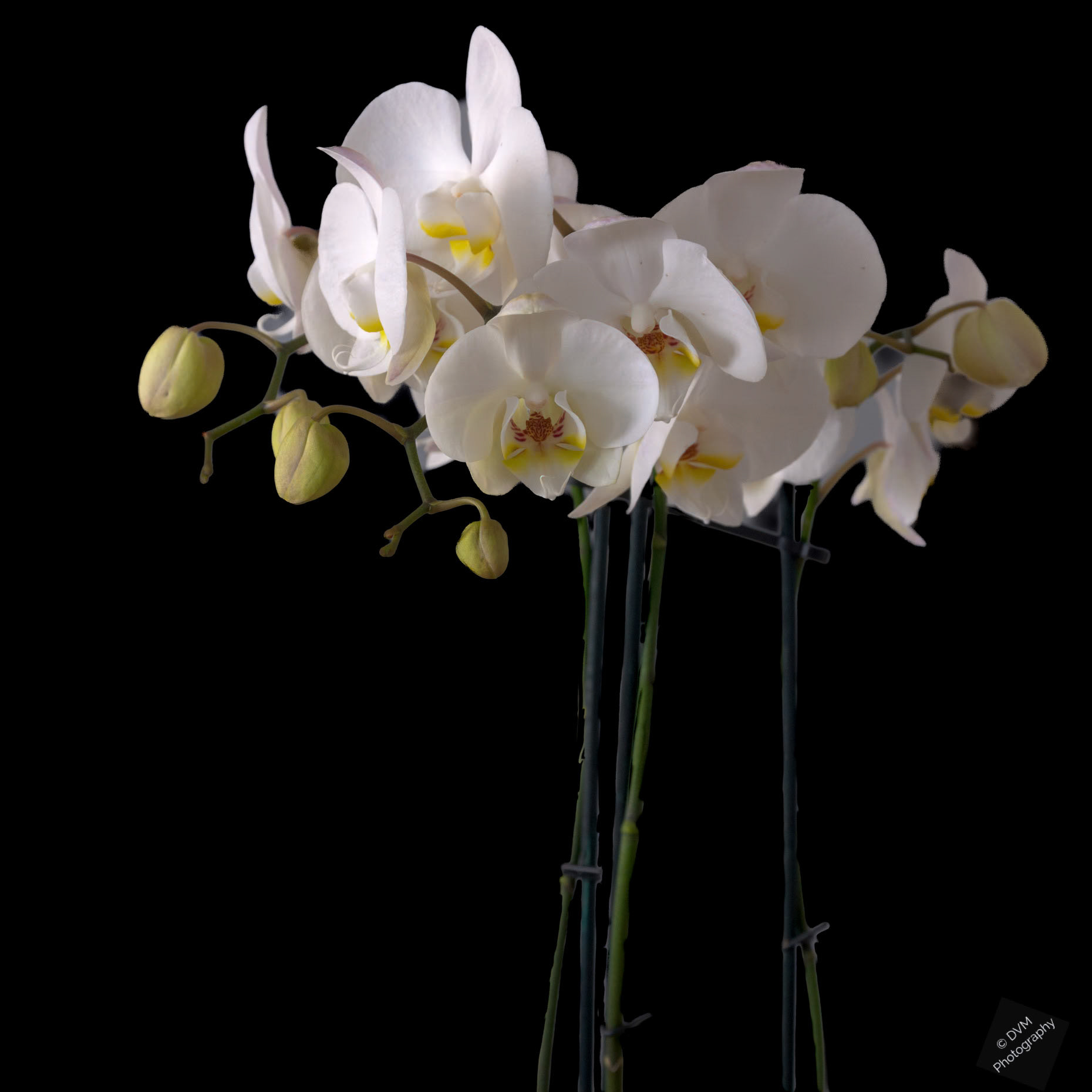 Nachtvlinderorchidee 'Kinu White Bear' - Moth Orchid 'Kinu White Bear' - Orchidaceae  Phalaenopsis