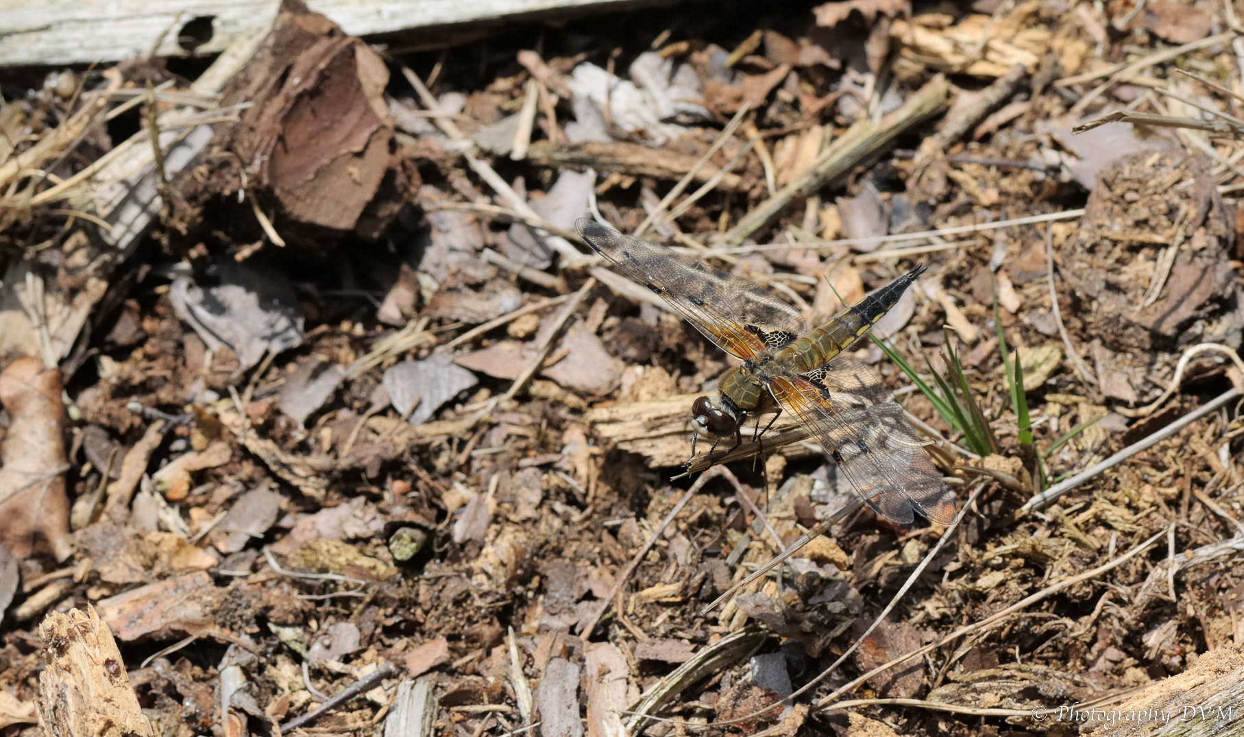Viervlek - Four-spotted Chaser - Libellula quadrimaculata
