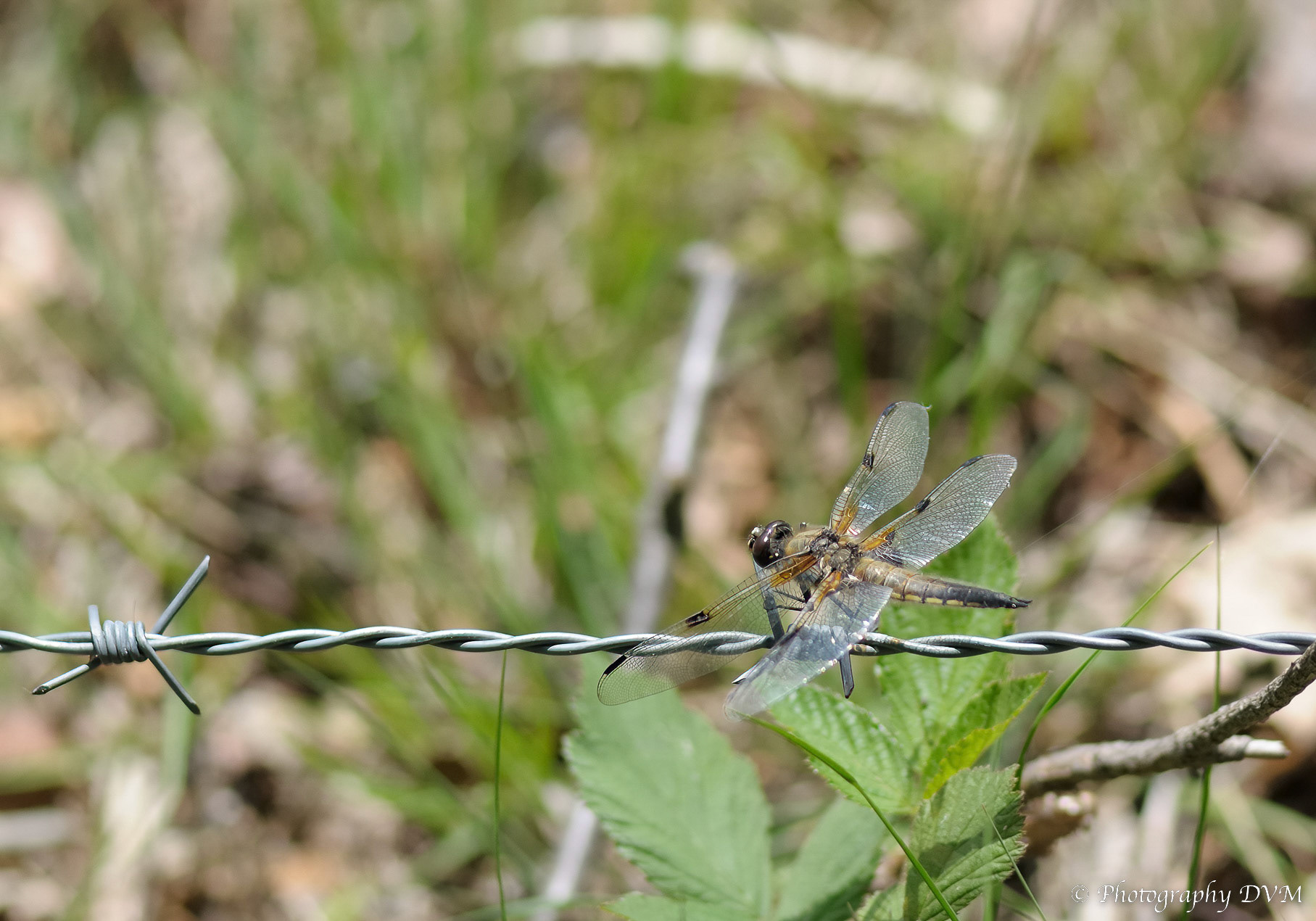 Viervlek - Four-spotted Chaser - Libellula quadrimaculata