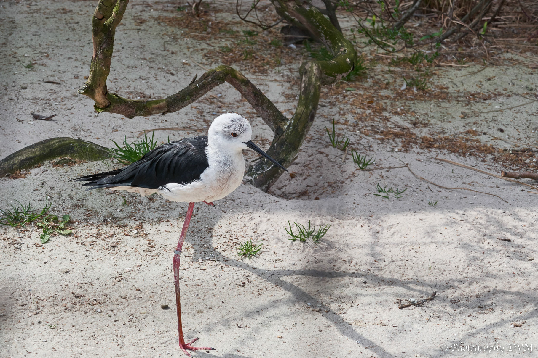 Steltkluut - Black-winged stilt - Himantopus himantopus