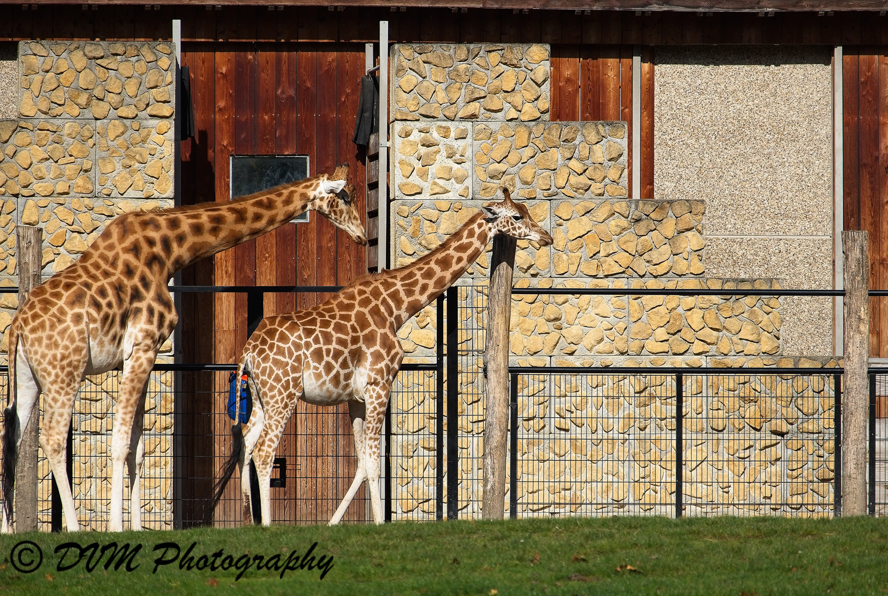 Kordofangiraf - Kordofan giraffe - Giraffa camelopardalis antiquorum