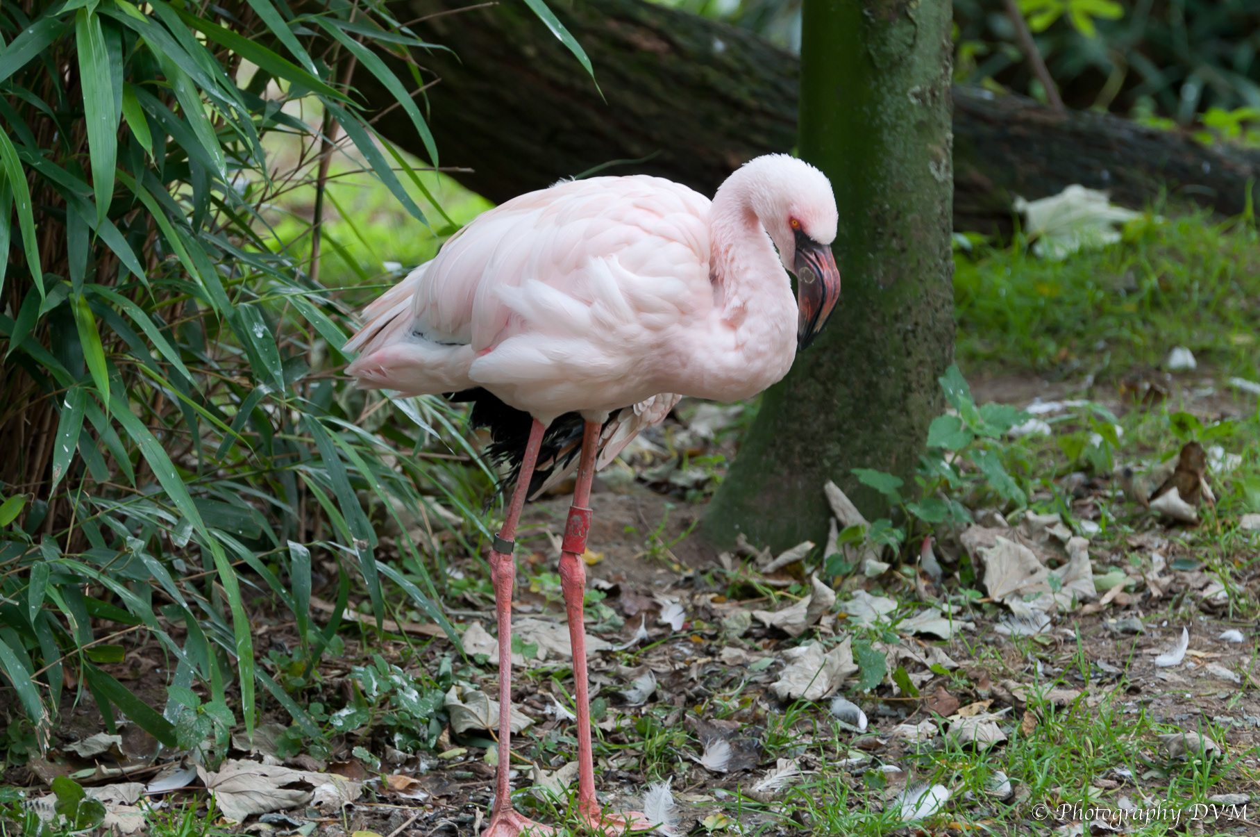 Dwergflamingo - Lesser Flamingo - Phoenicopterus minor