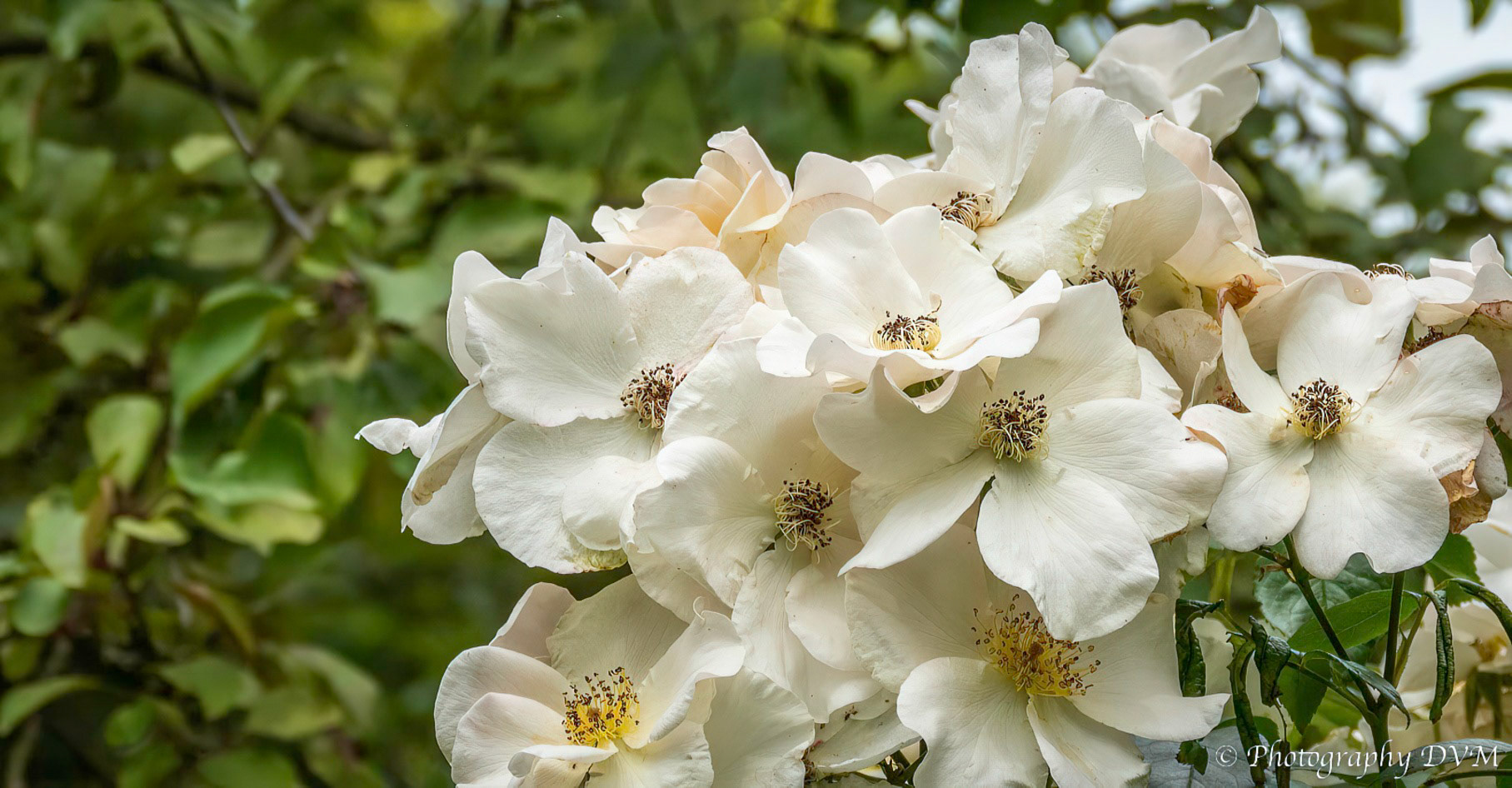 Roos'Sally Holmes' - Rose'Sally Holmes'