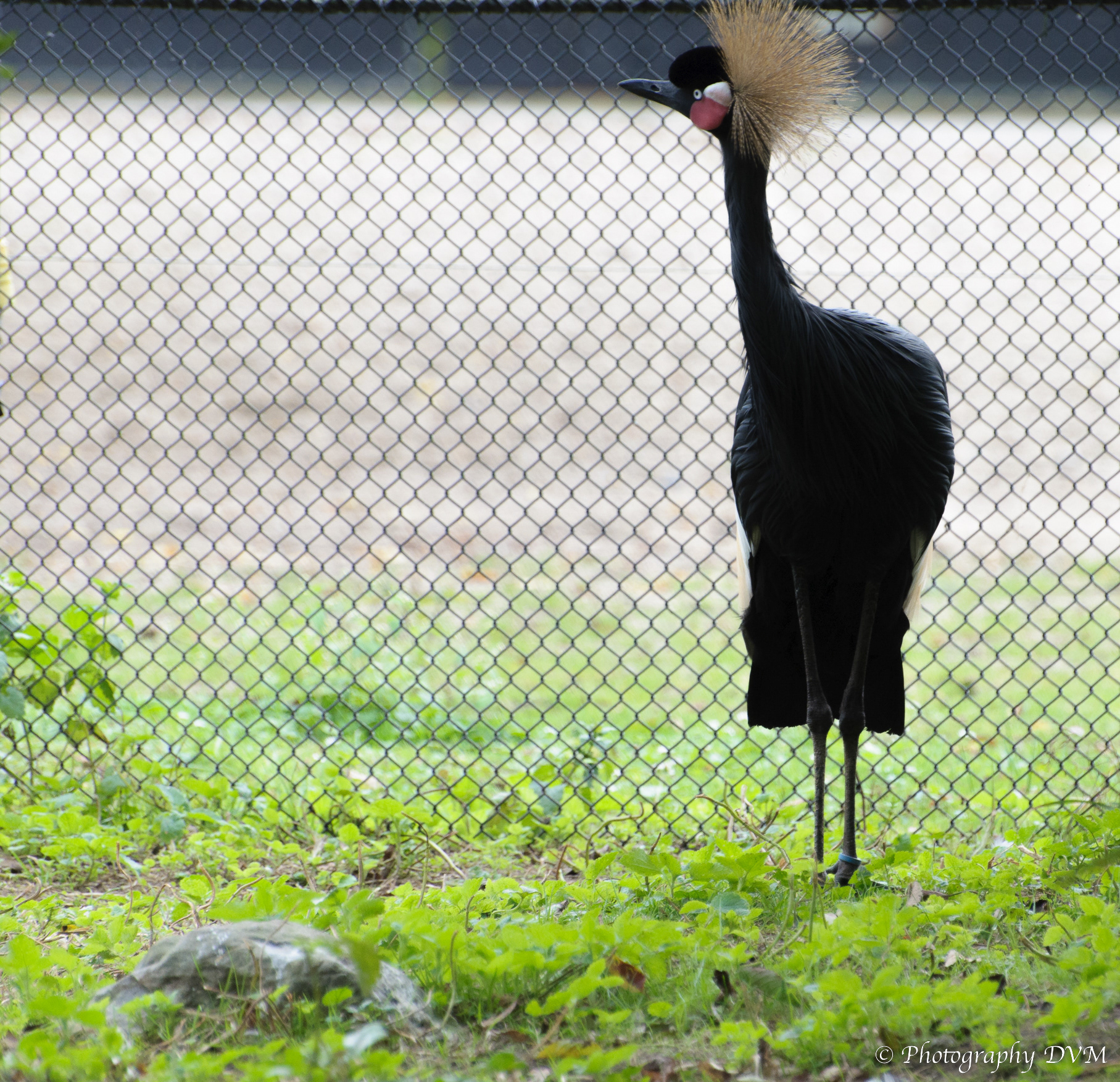 Donkere kroonkraanvogel - Black Crowned Crane - Balearica pavonina