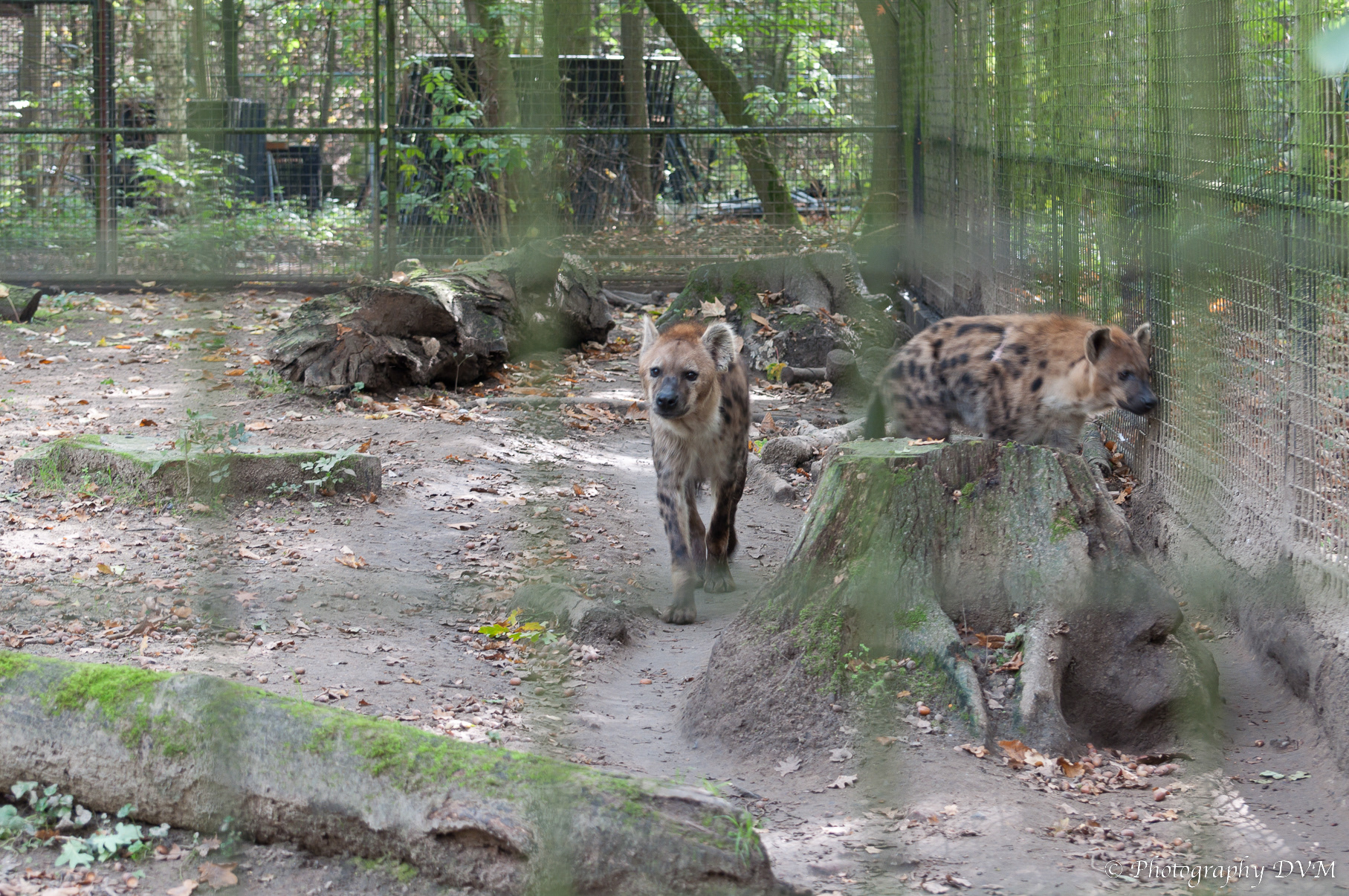 Gevlekte hyena - Spotted Hyena - Crocuta crocuta