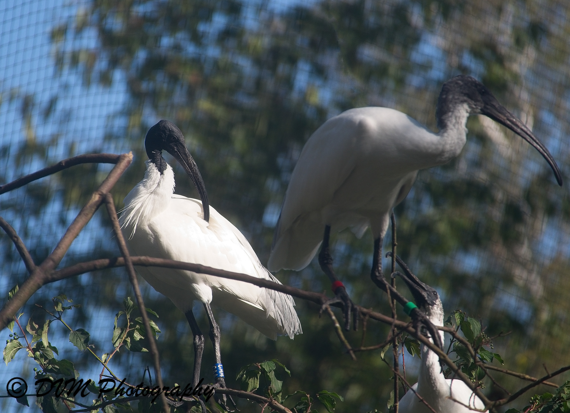 Zwartkopibis - Black-headed ibis - Threskiornis melanocephalus