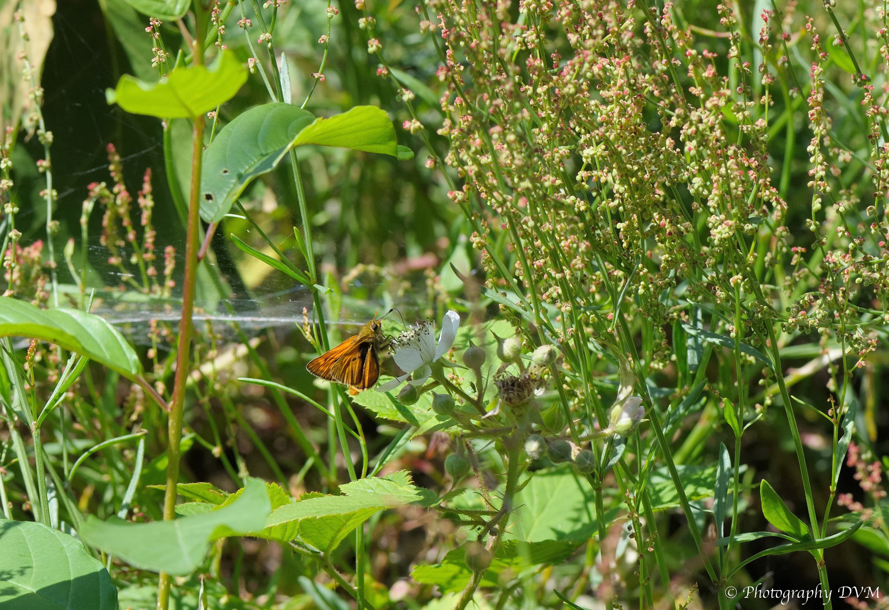 Groot dikkopje - Large Skipper - Ochlodes sylvanus
