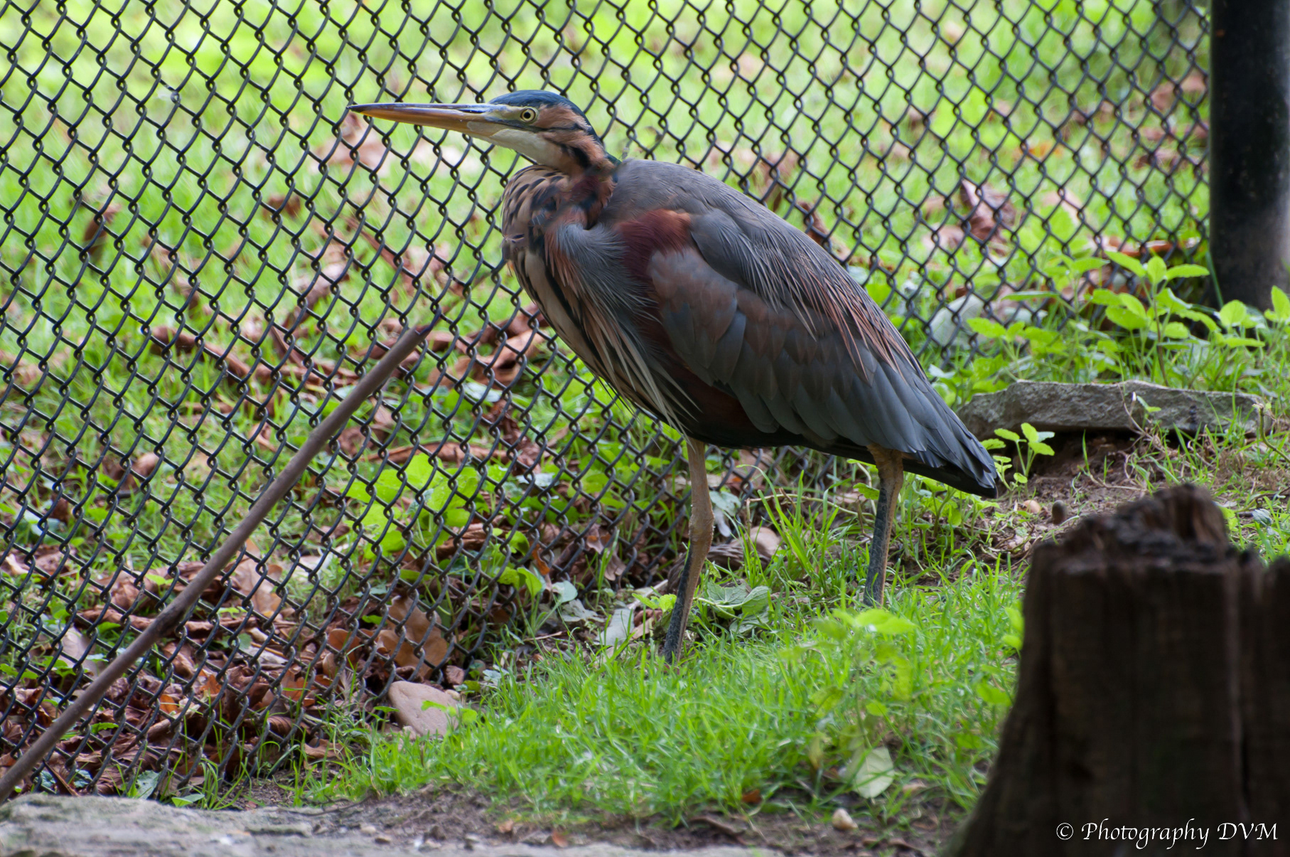 Purperreiger - Purple Heron - Ardea purpurea