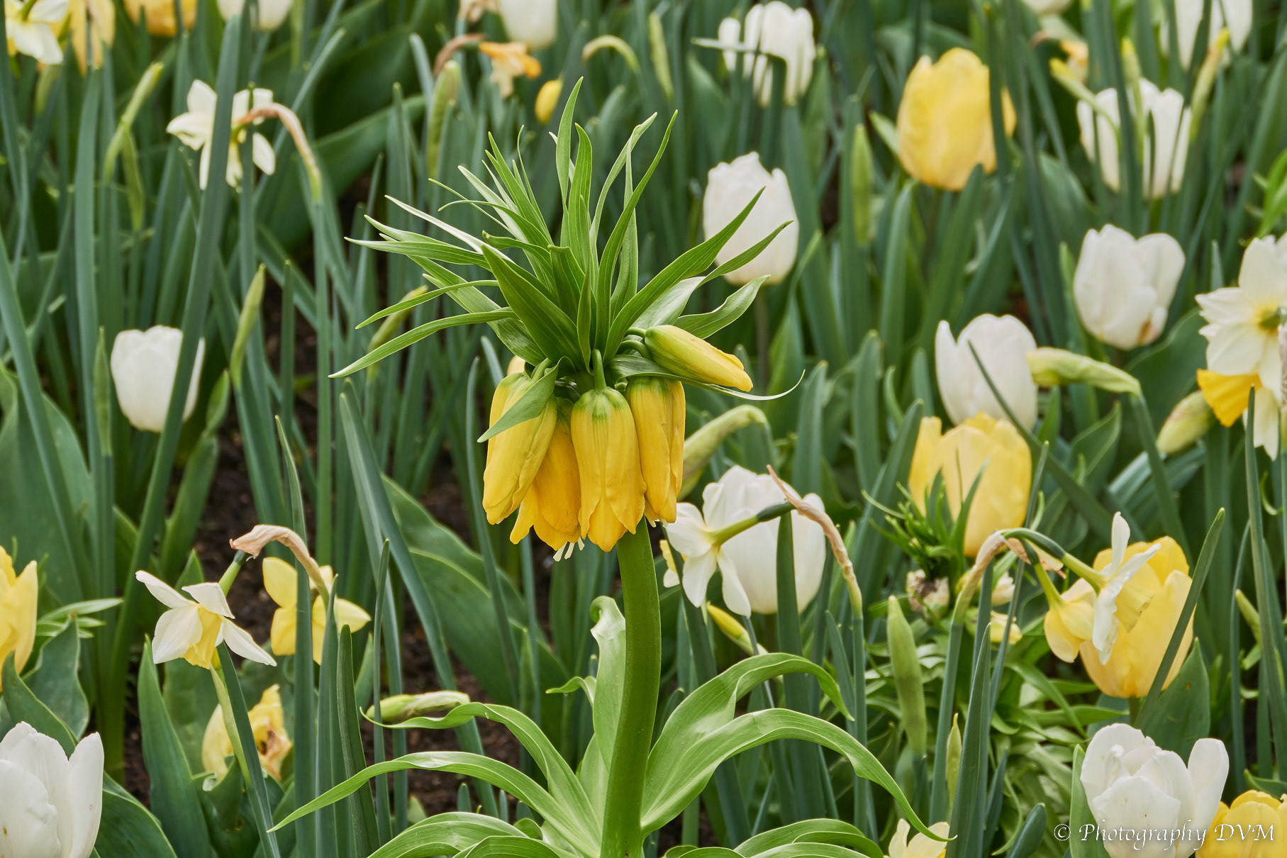 Keizerskroon - Crown imperial - Fritillaria imperialis