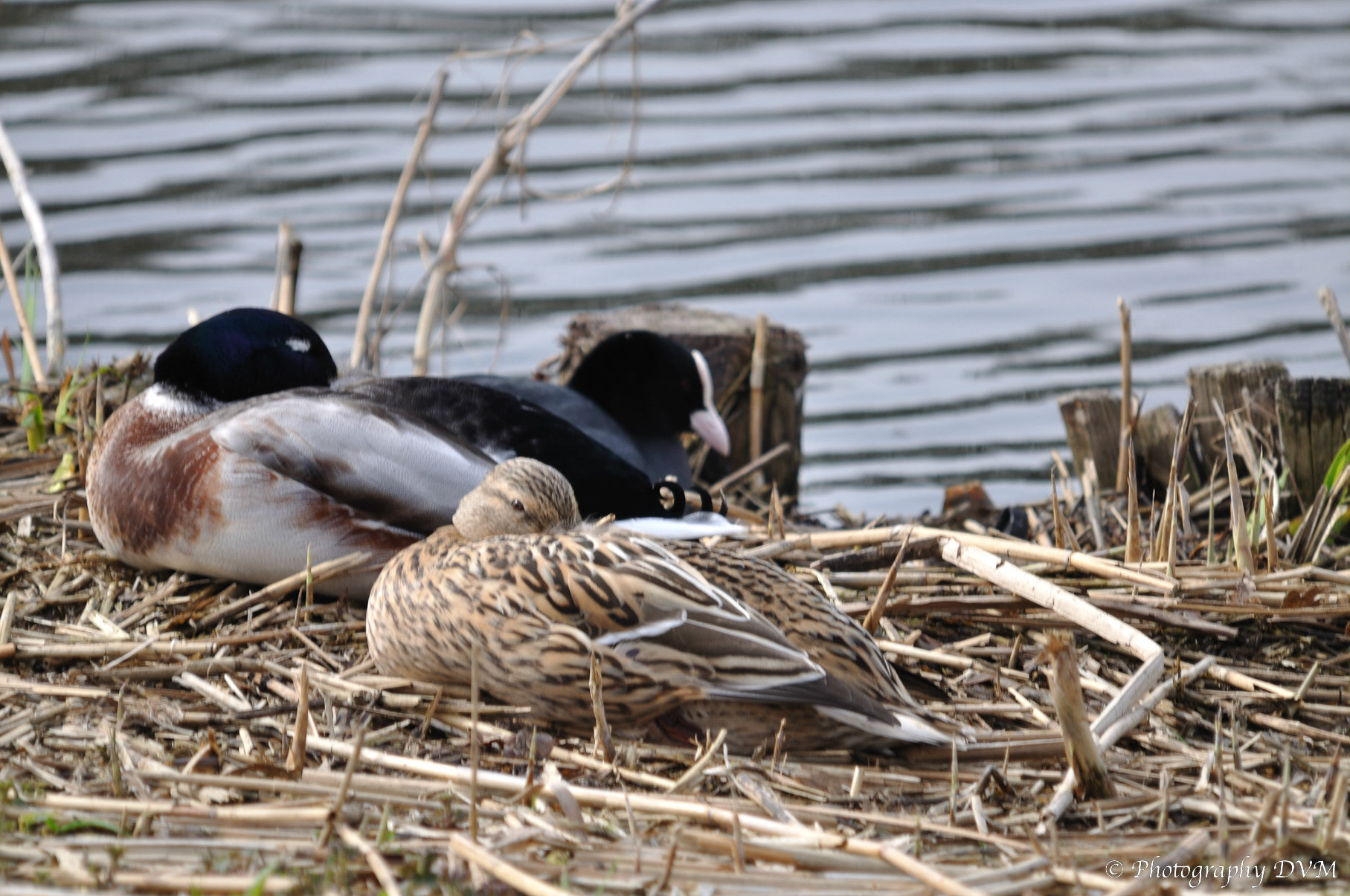 Wilde eenden - Mallards - Anas platyrhynchos