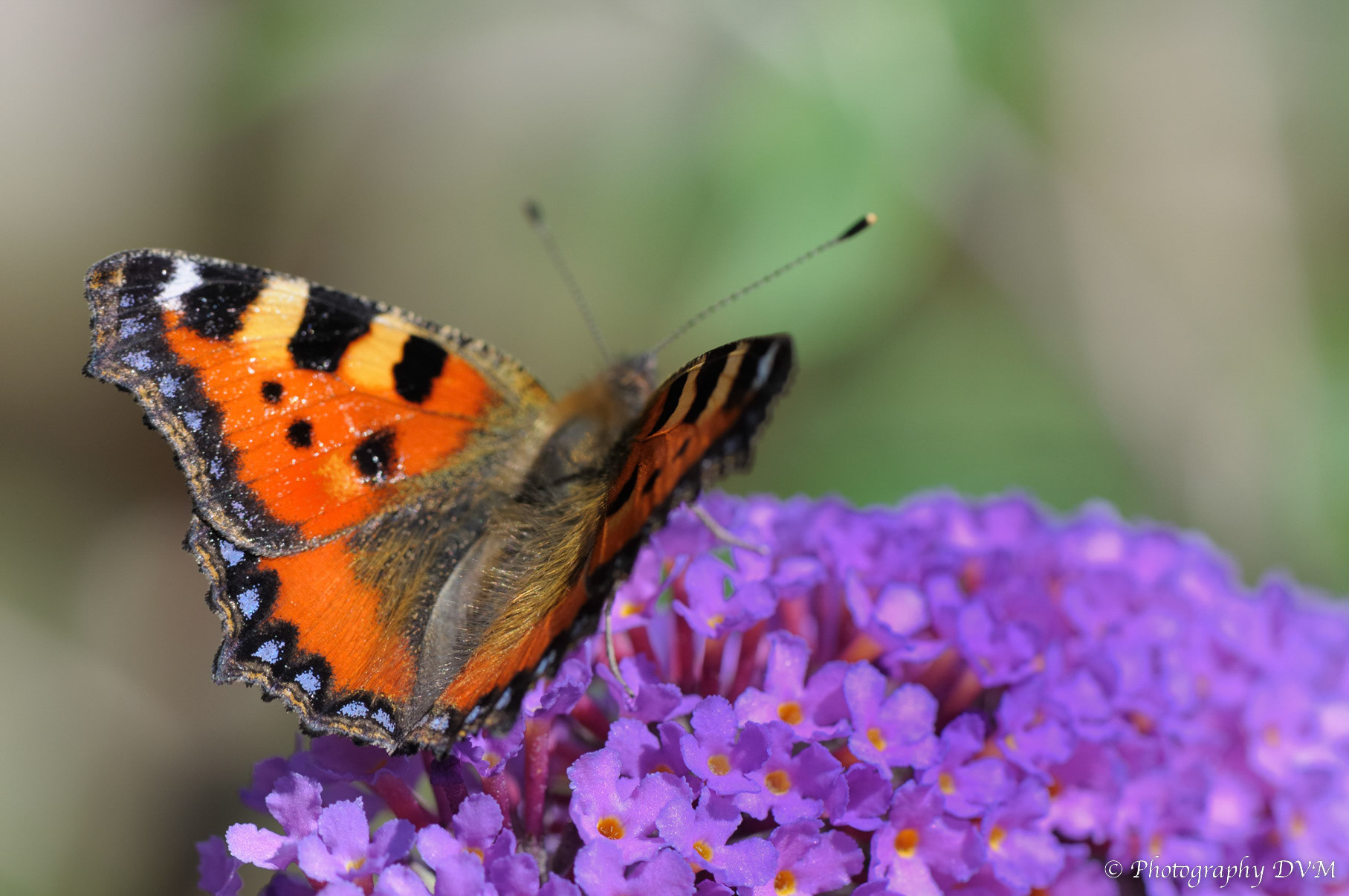Kleine vos - Small Tortoiseshell - Aglais urticae