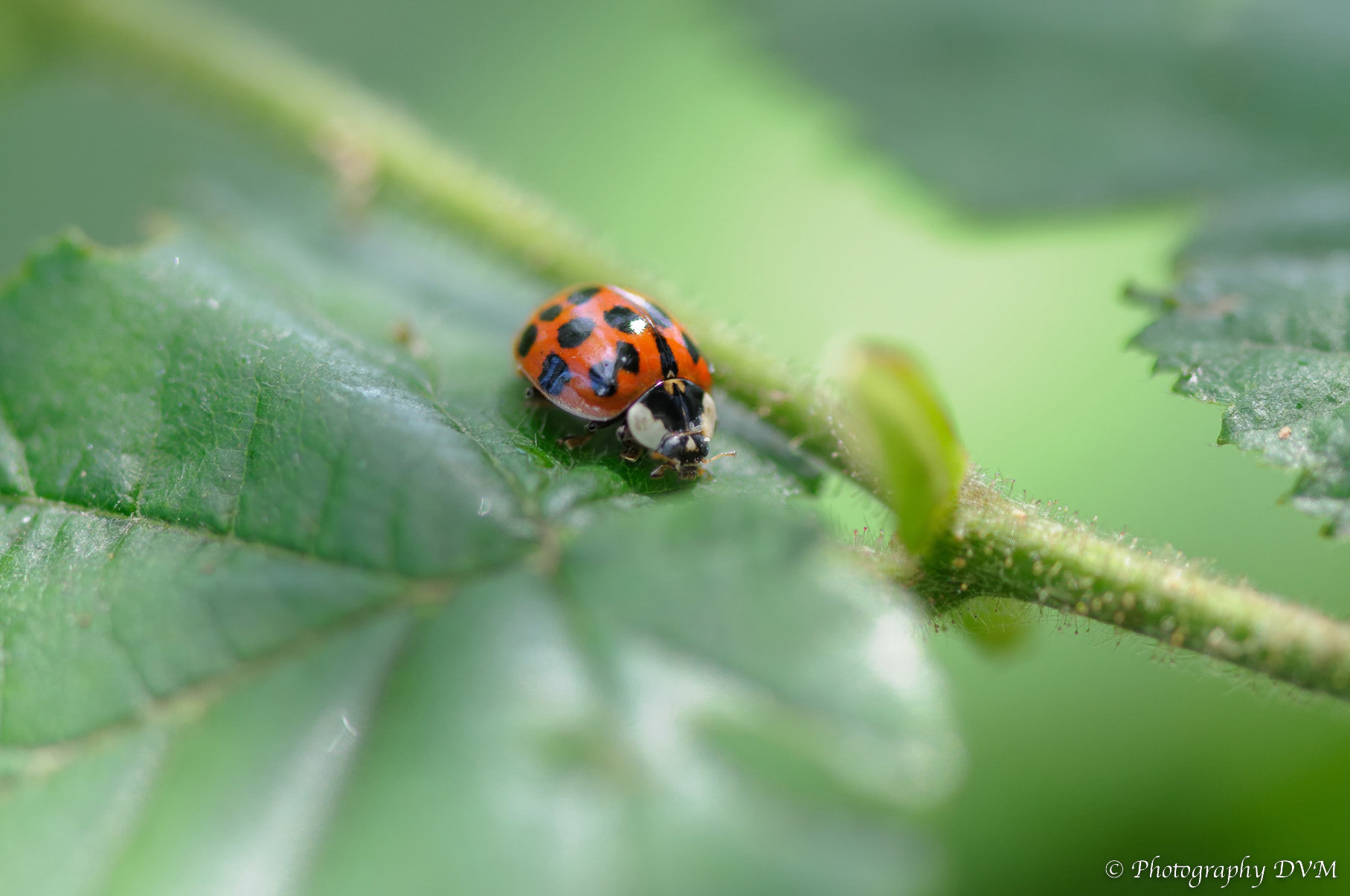 Veelkleurig Aziatisch lieveheersbeestje - Multicolored Asian lady beetle - Harmonia axyridis
