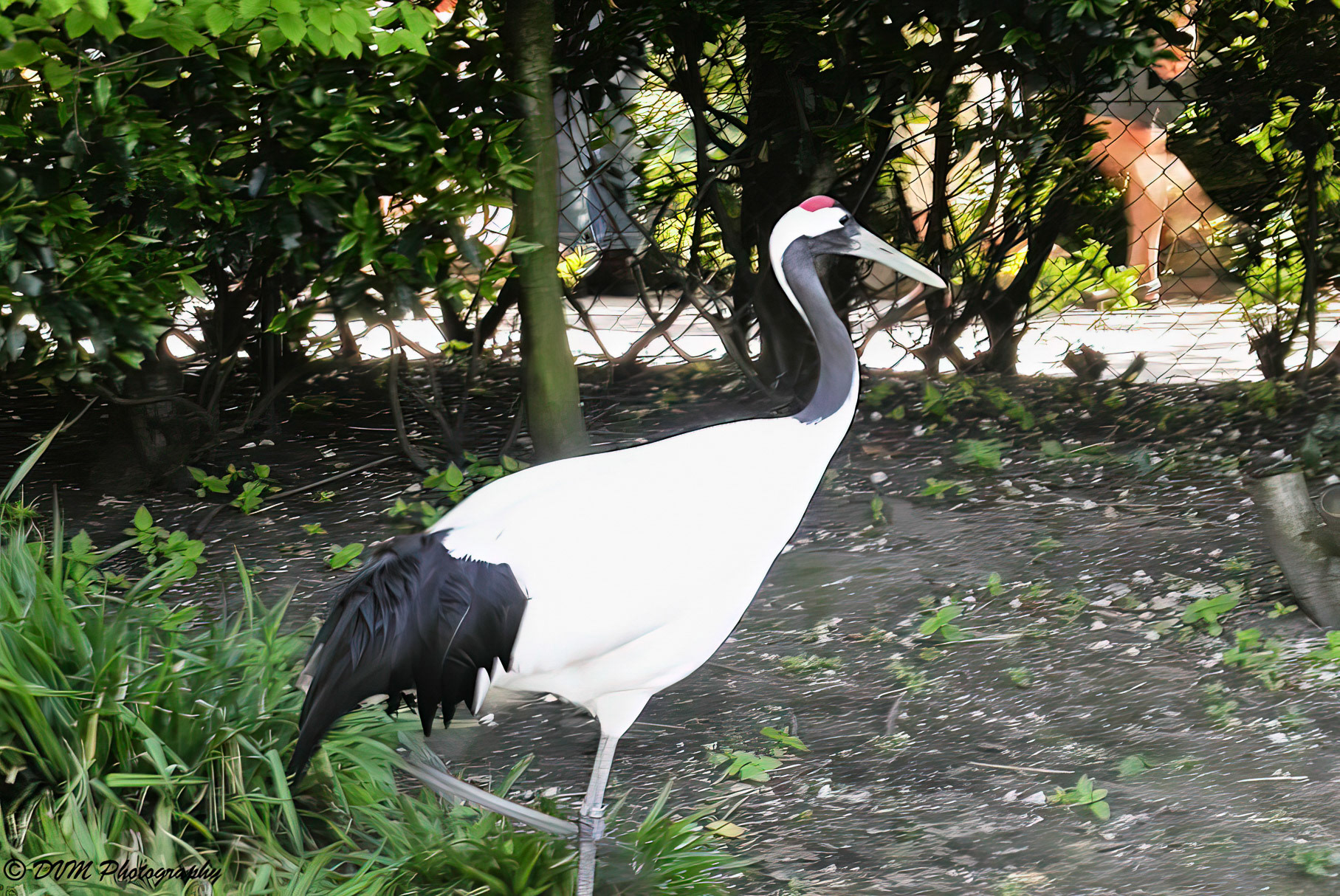 Kraanvogel - Common Crane - Grus grus
