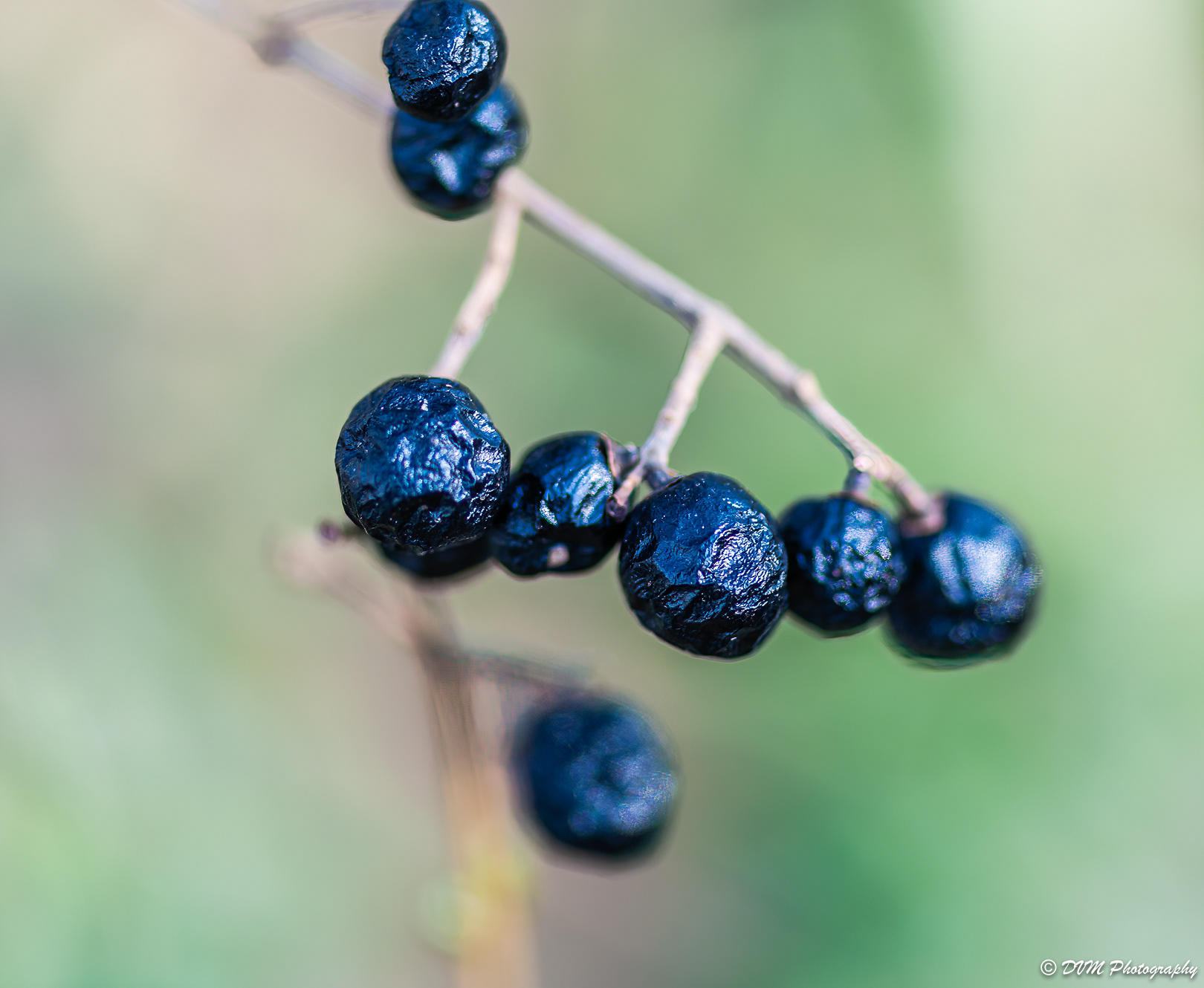 Bessen voor vogels - Berries for birds