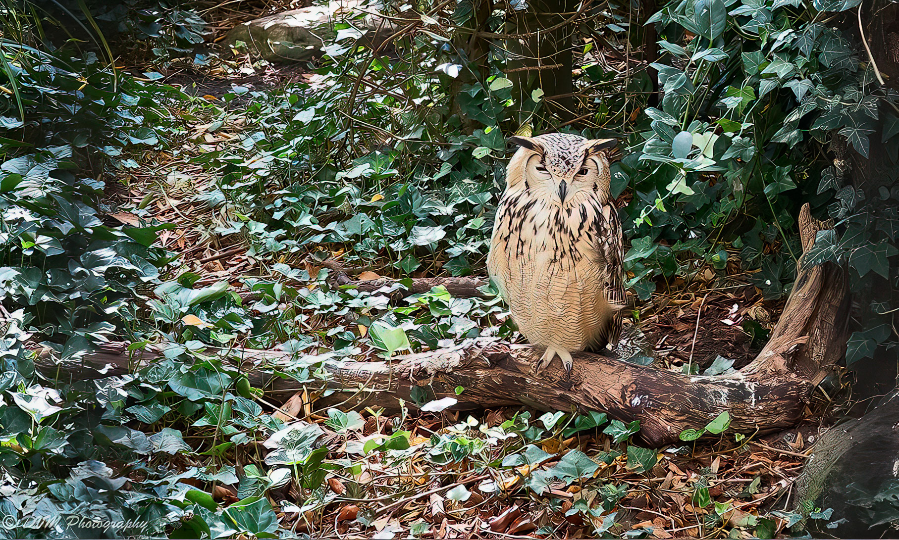 Bengaalse oehoe - Indian eagle-owl - Bubo bengalensis