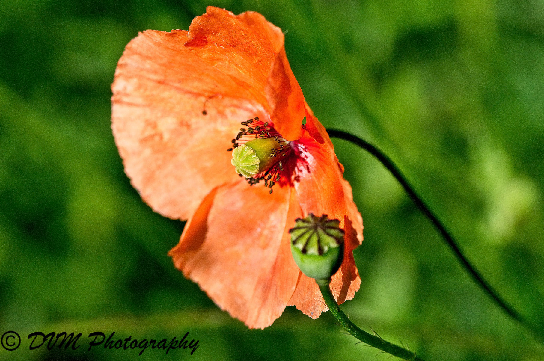Grote klaproos - Corn Poppy - Papaver rhoeas